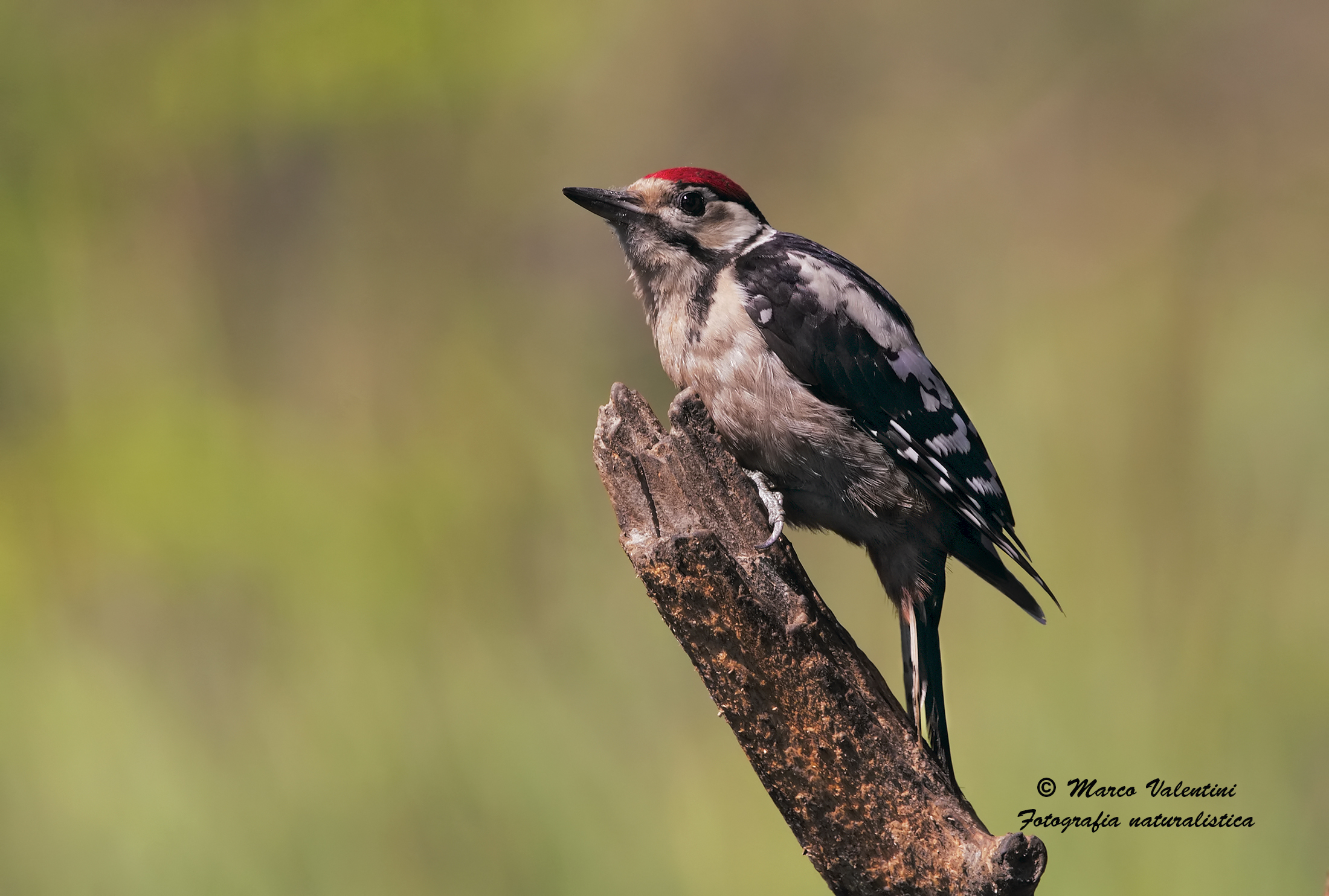 Young woodpecker