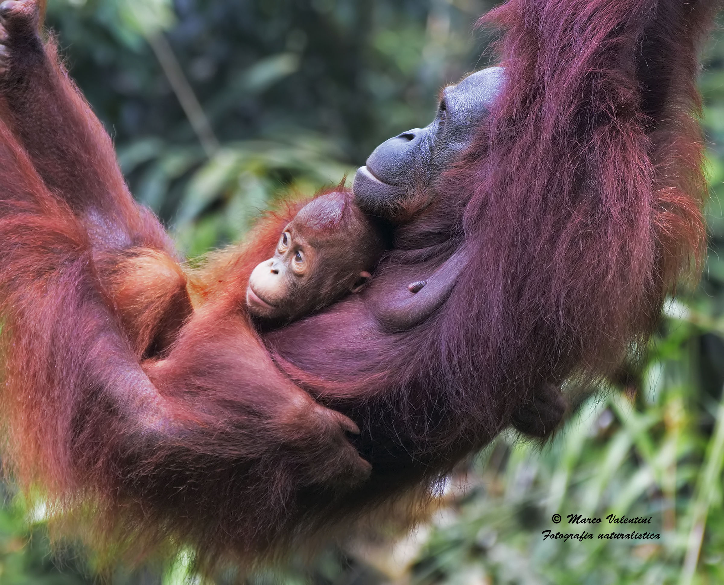 Cradle of Mankind (the cradle of mankind)