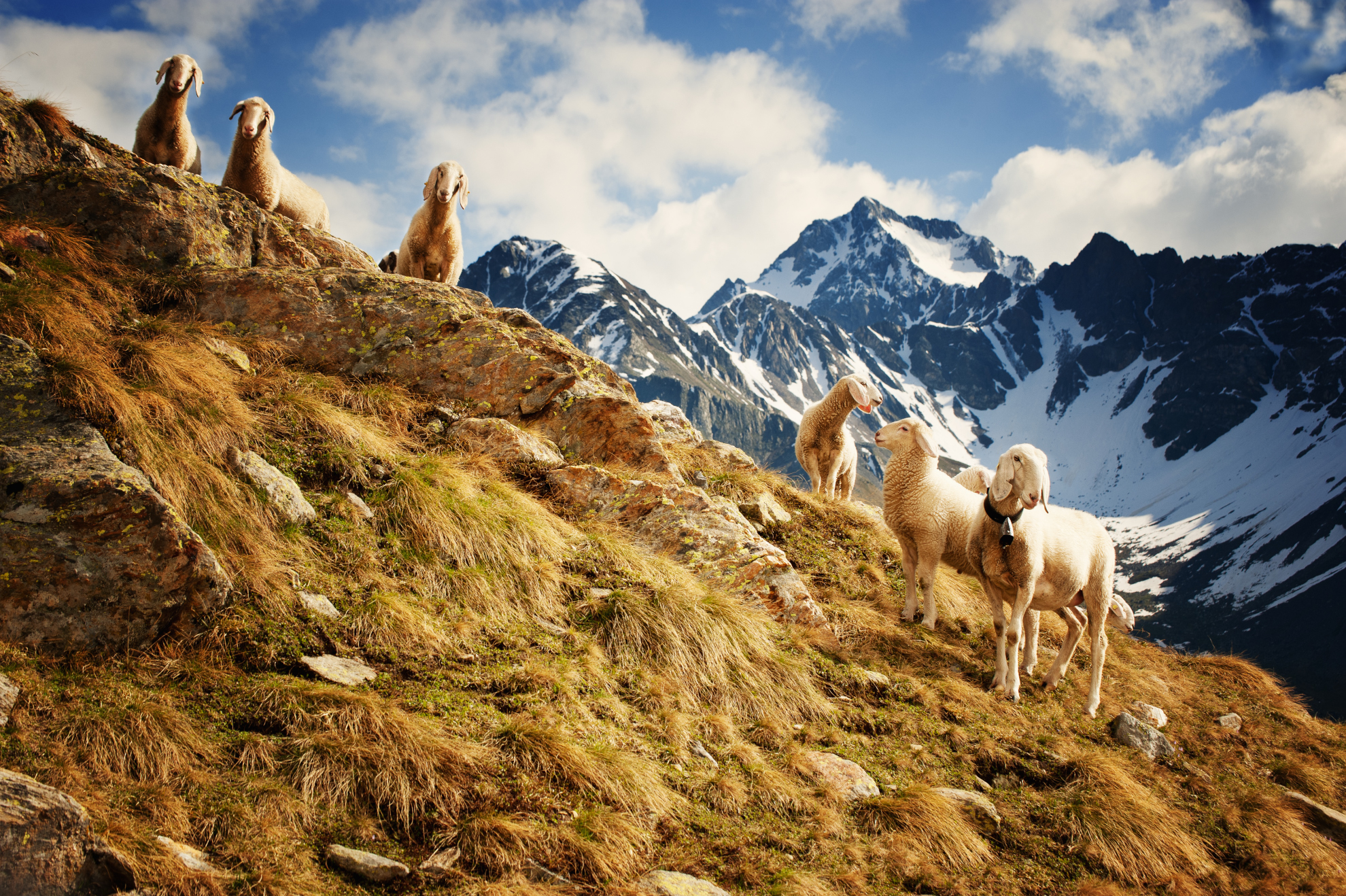Sheep fashion ai Laghi Monticelli