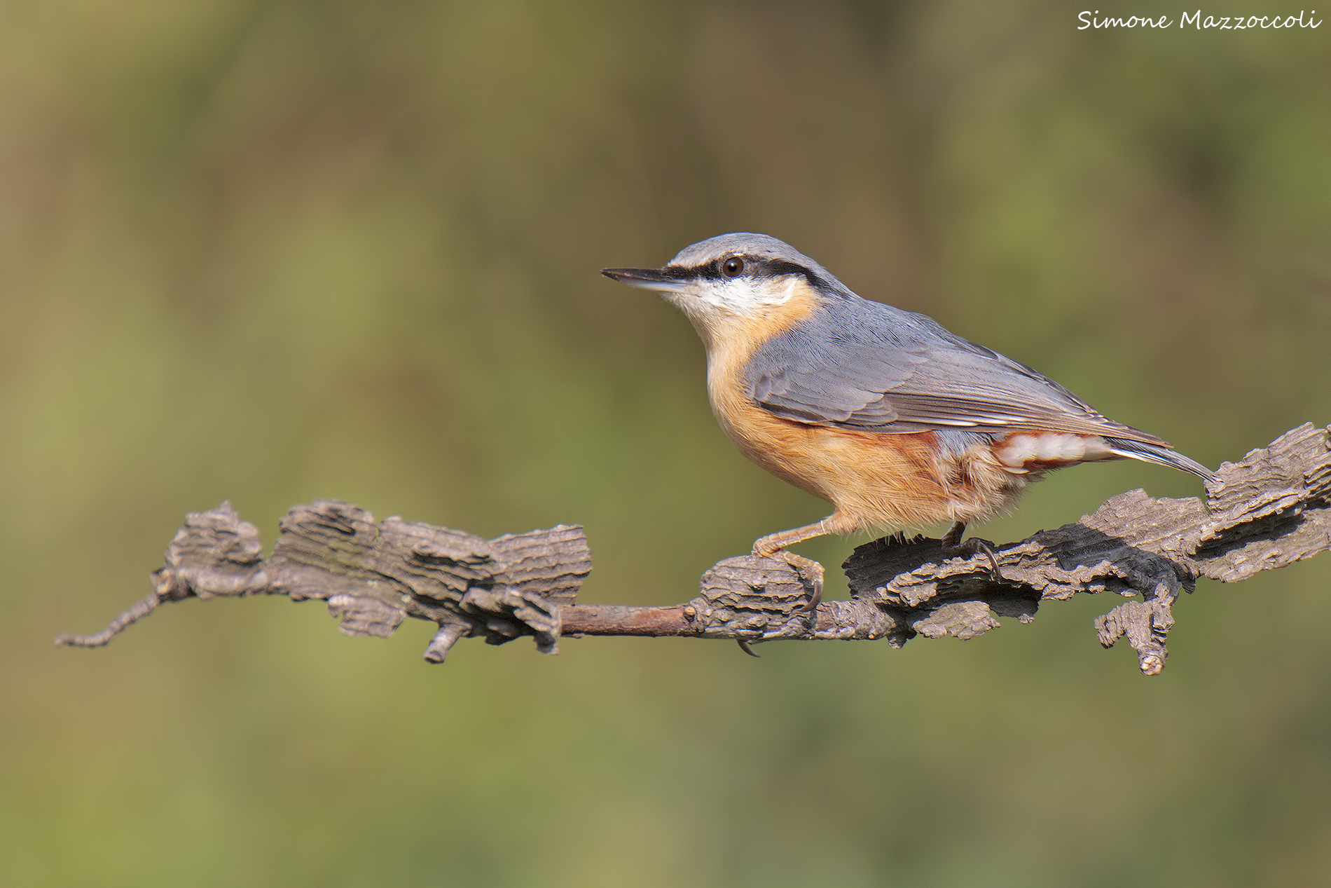 Muratore....orizzontale