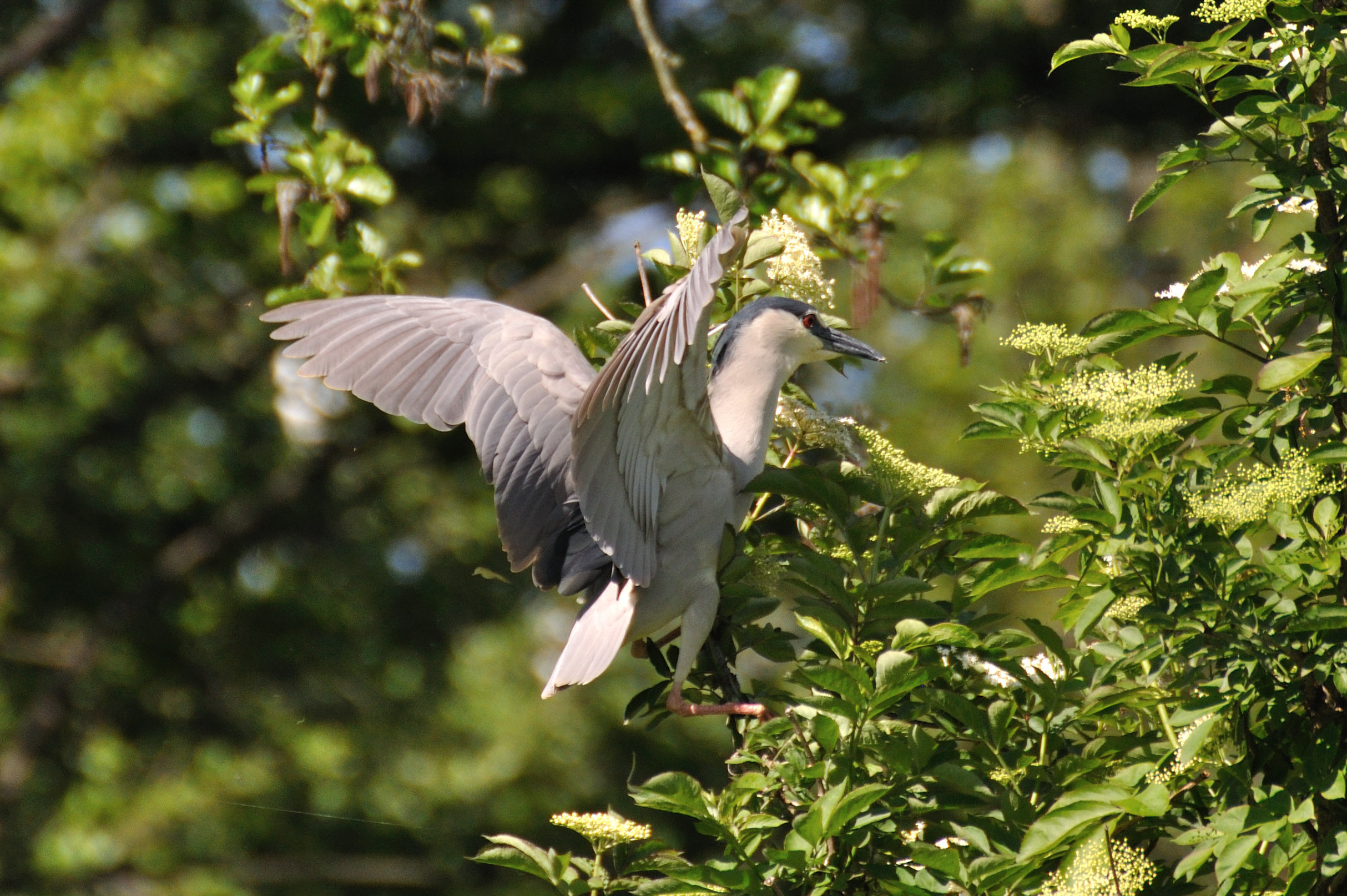 Night Heron in Pavese
