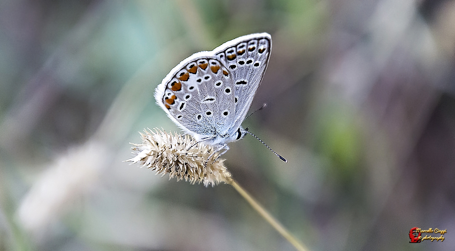 Polyommatus icarus  (male)