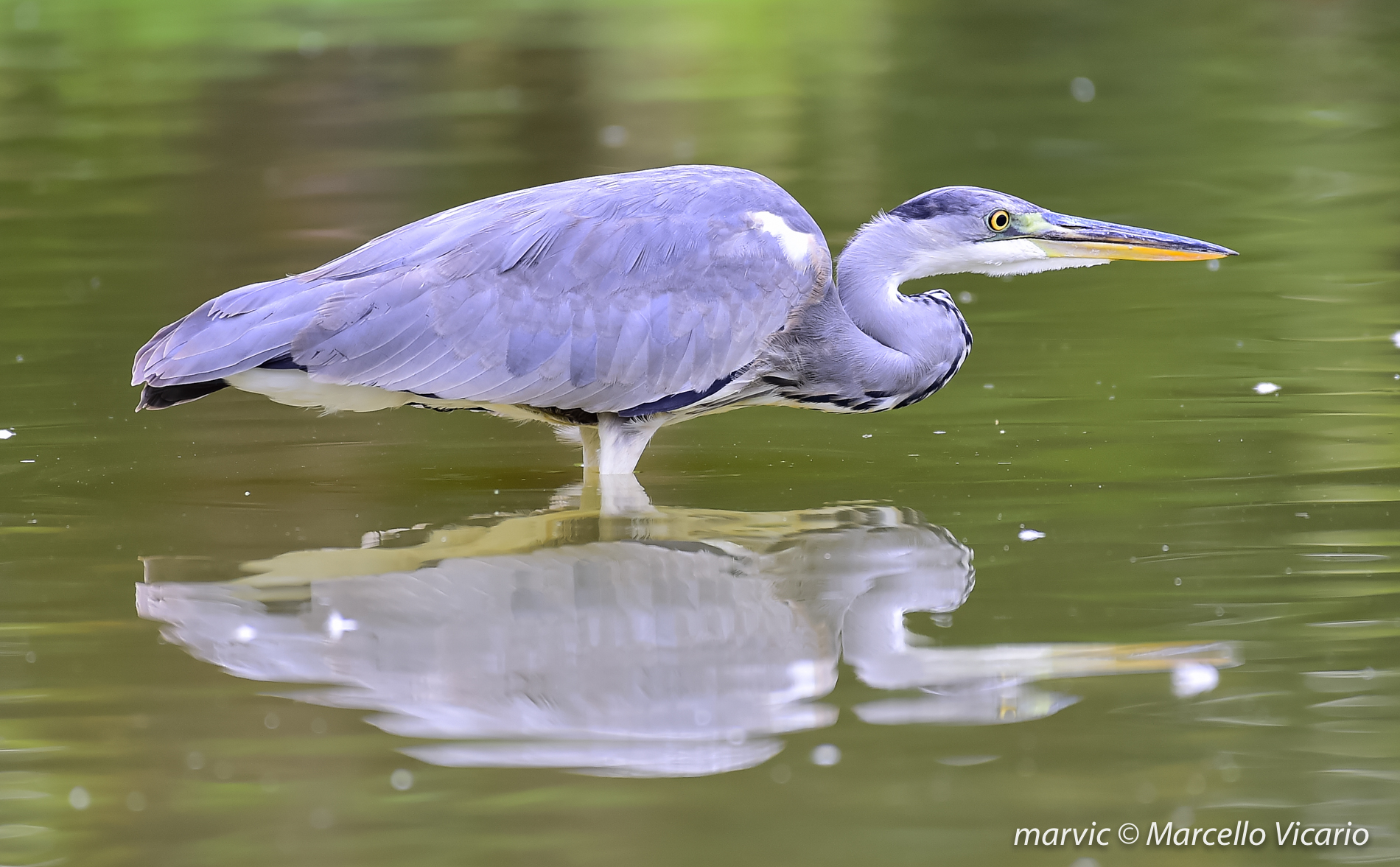 Heron