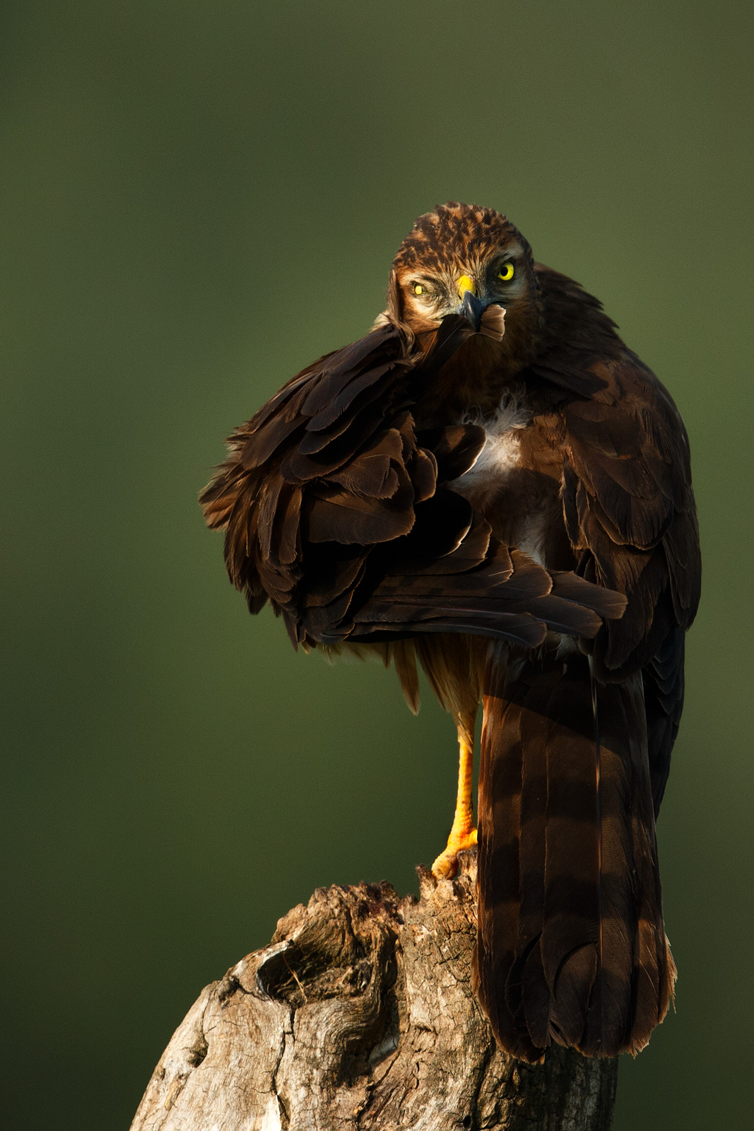 Pulling the feathers ..