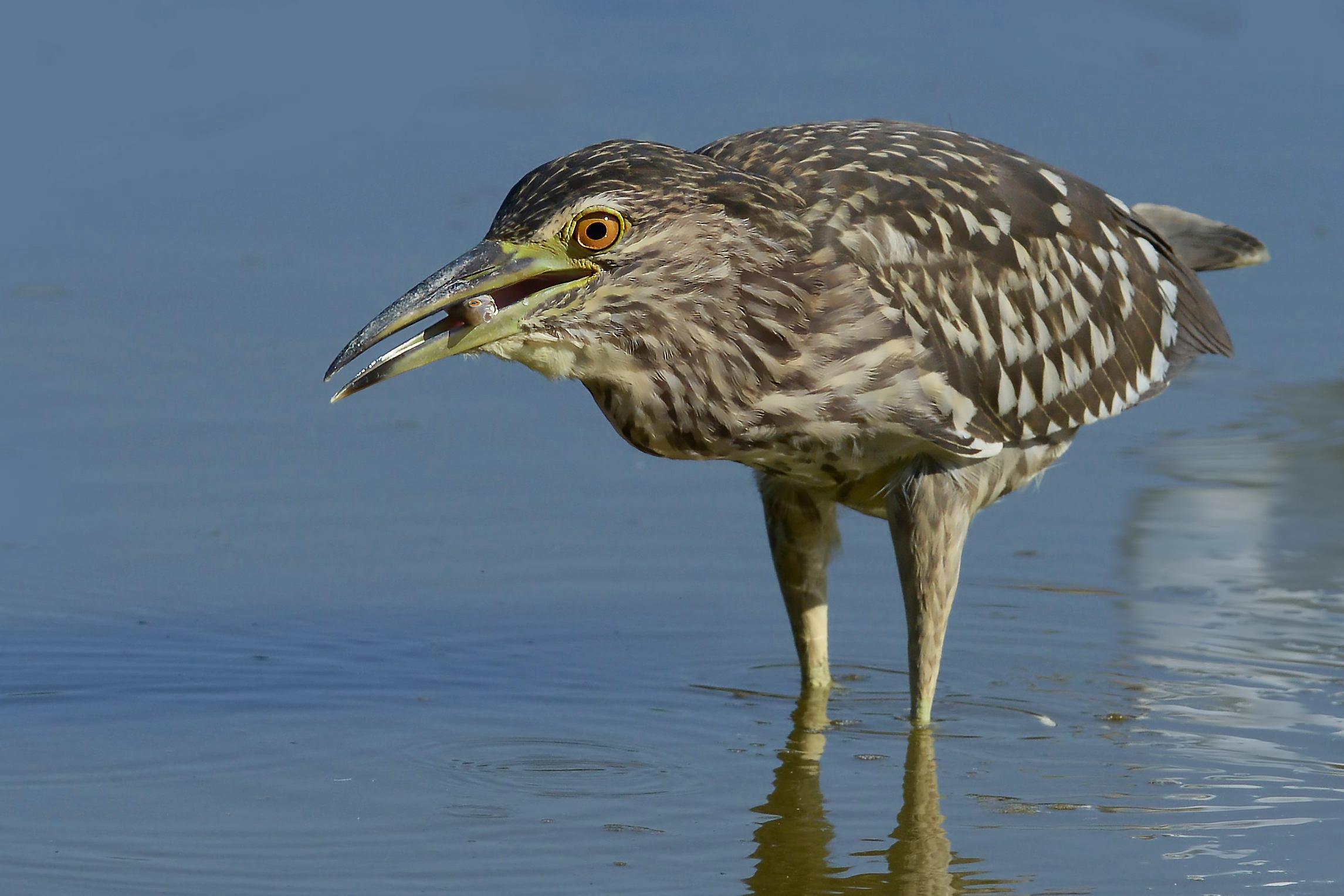 young night heron
