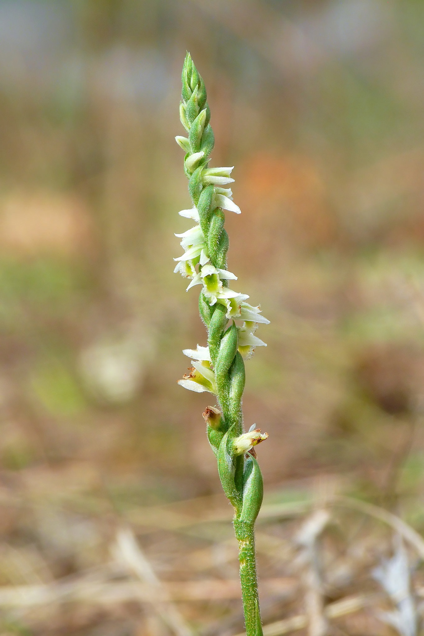 Spiranthes spiralis (l.) Chevall.