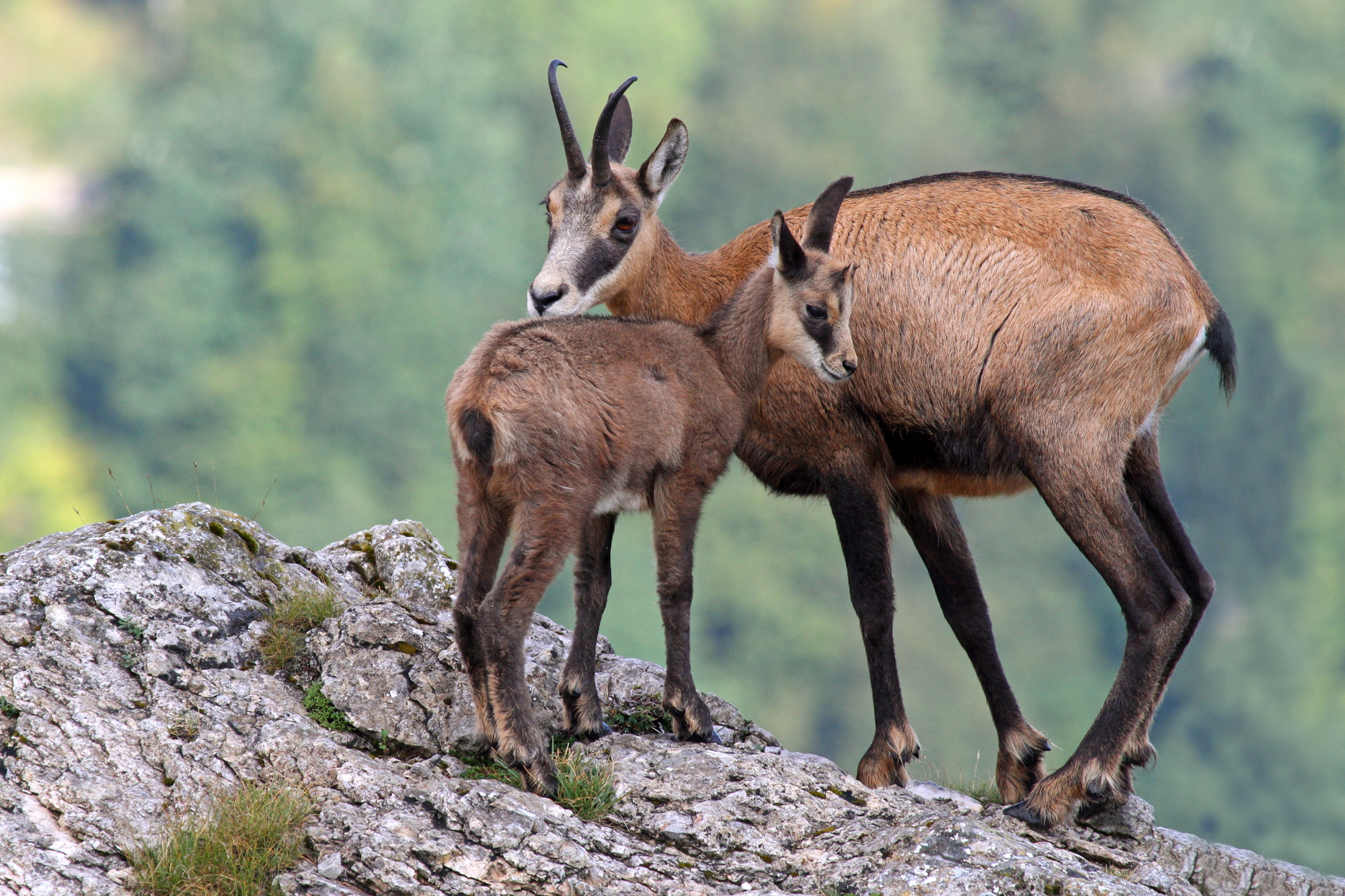 Chamois