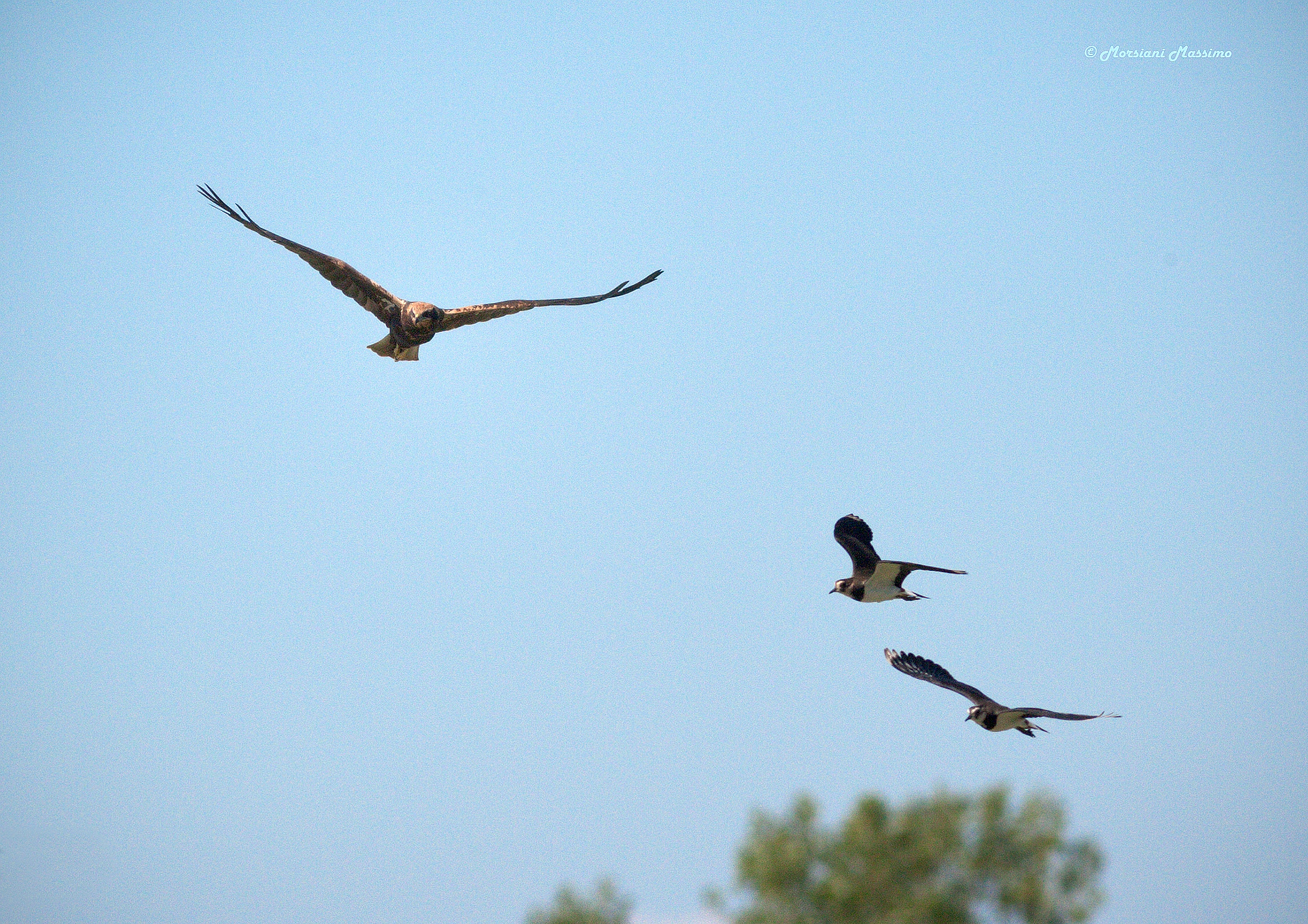 Marsh harrier hunting