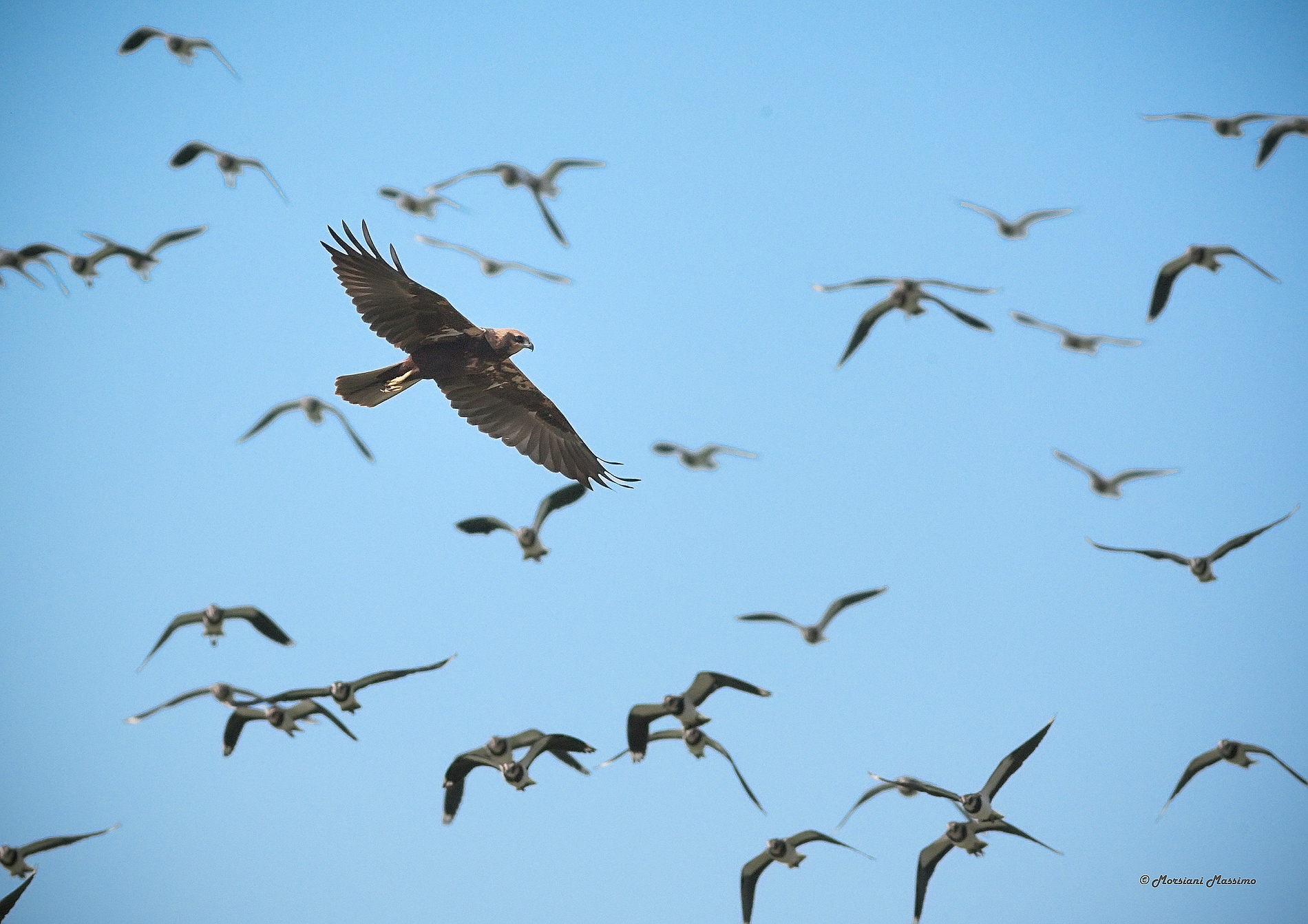 Marsh harrier hunting