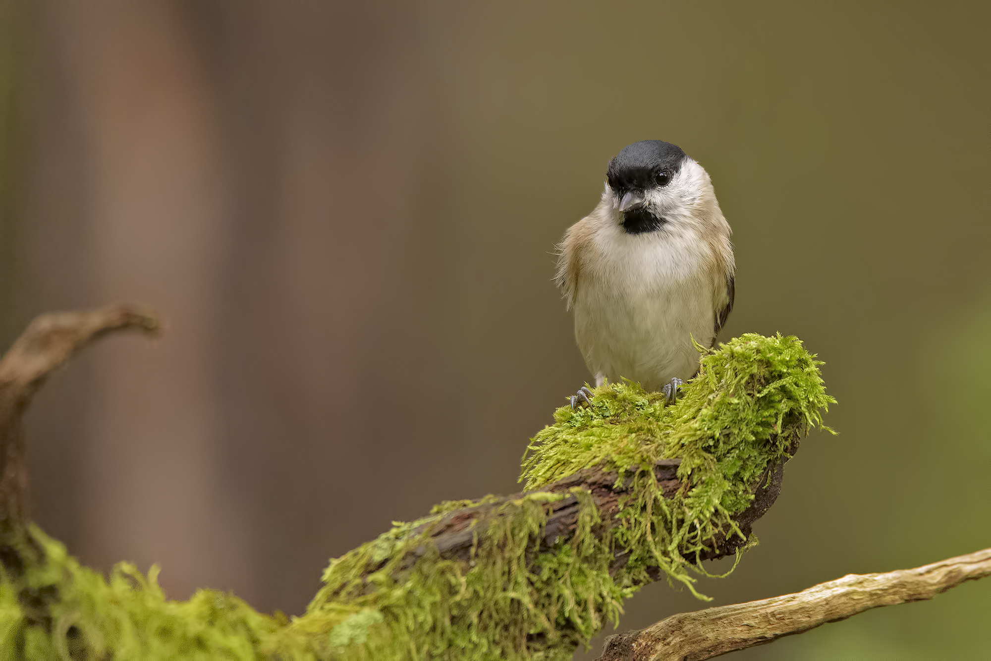 Cincia bigia in posa