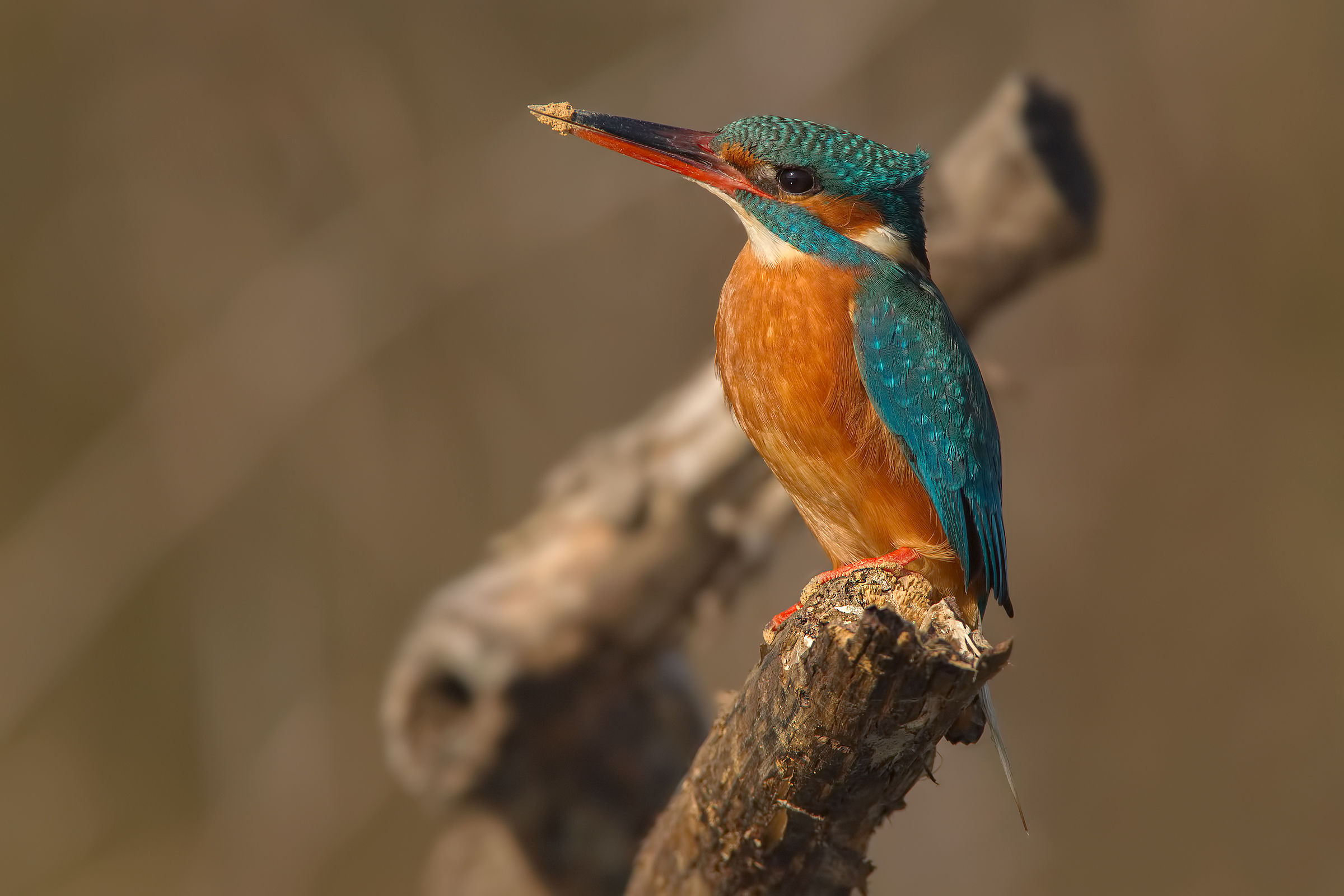 Martina Monkfish :-)