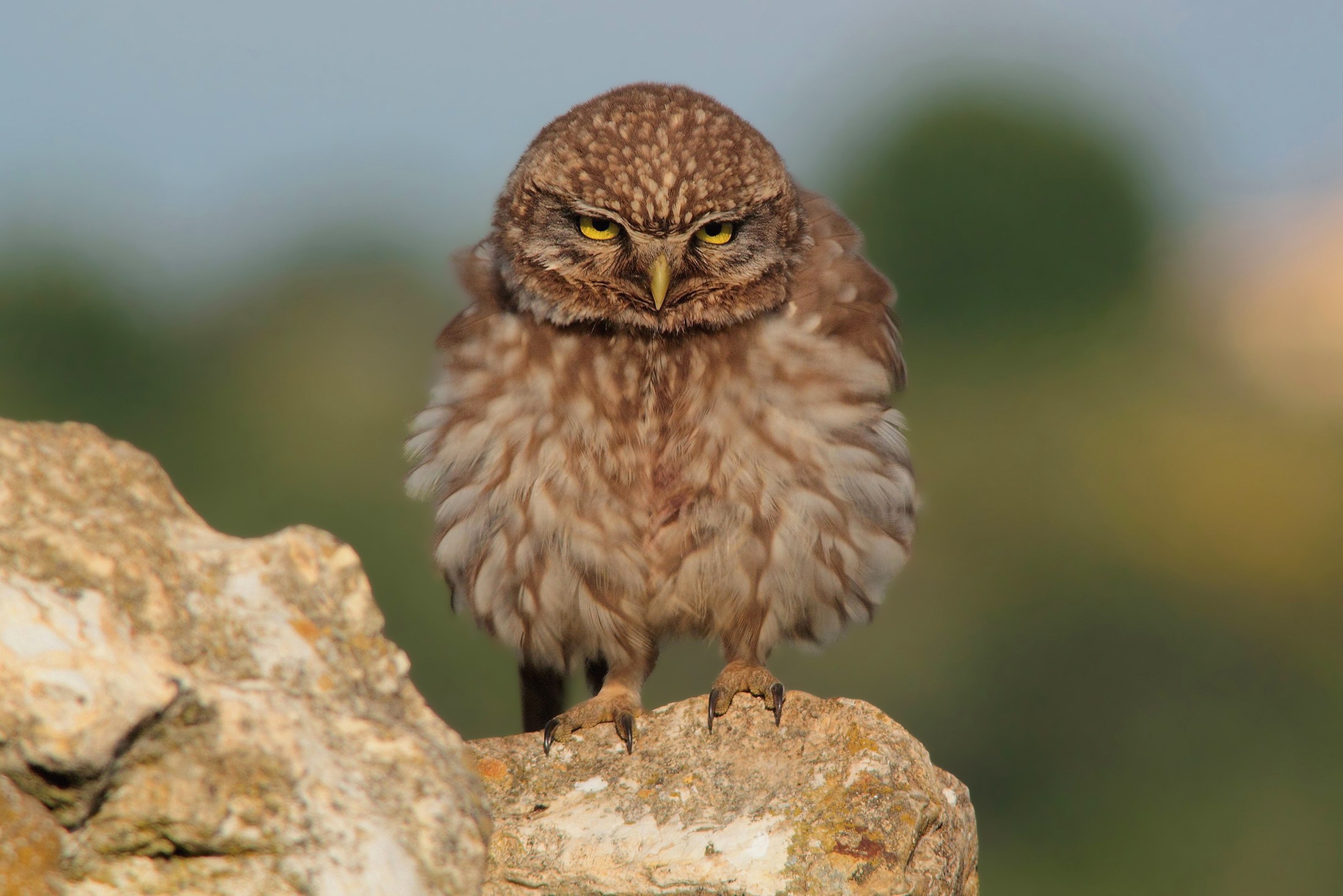 The owl after shake the feathers