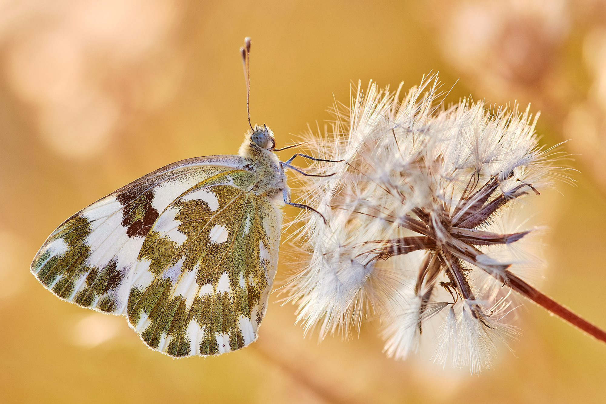 Pontia Edusa - Controluce