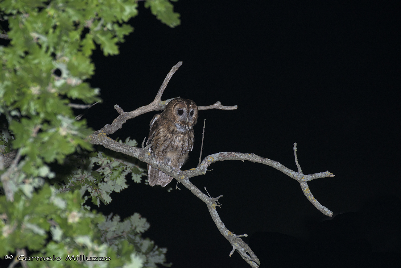 A nocturnal meeting with the Allocco - Tawny Owl -