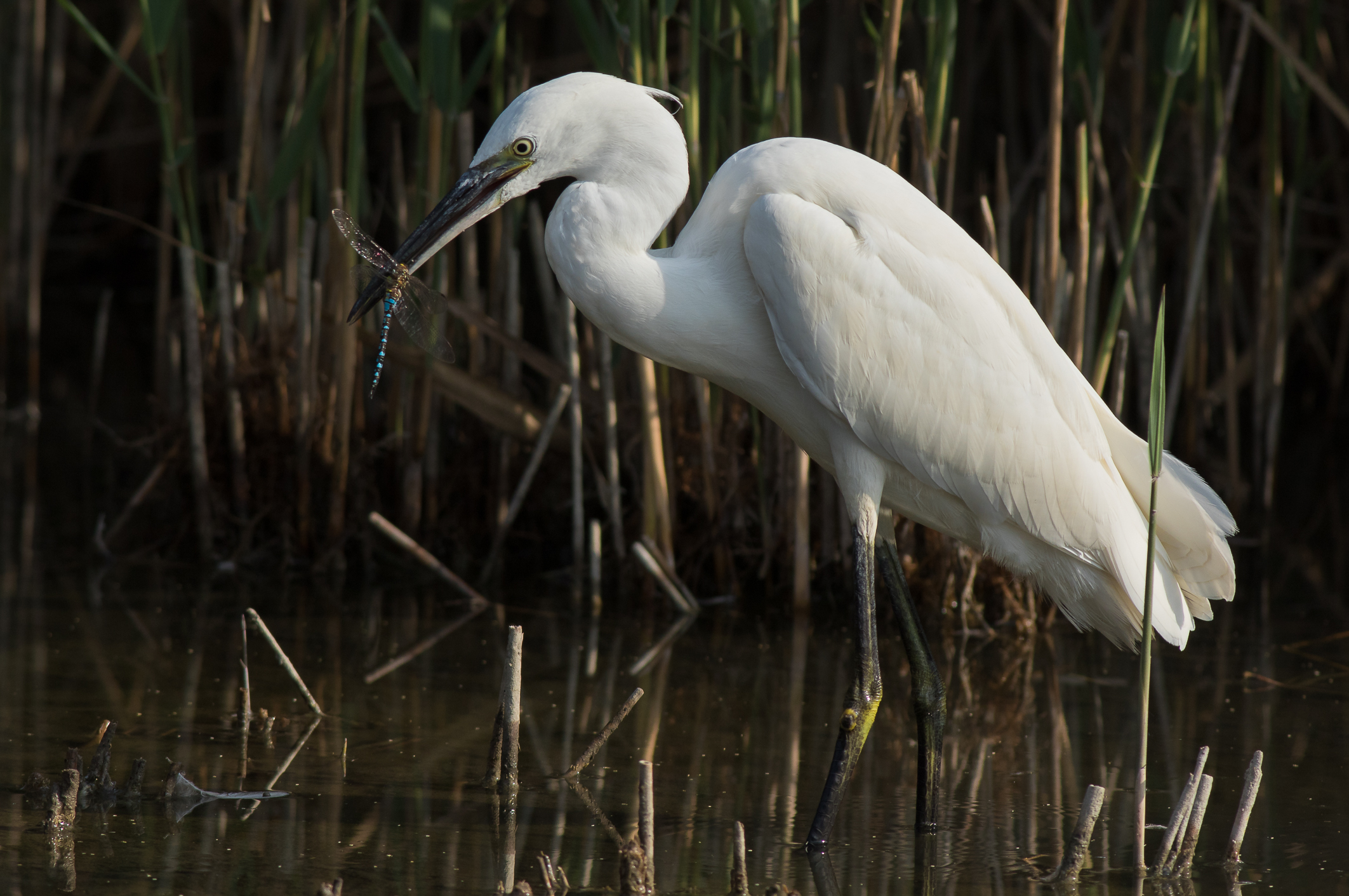 egret