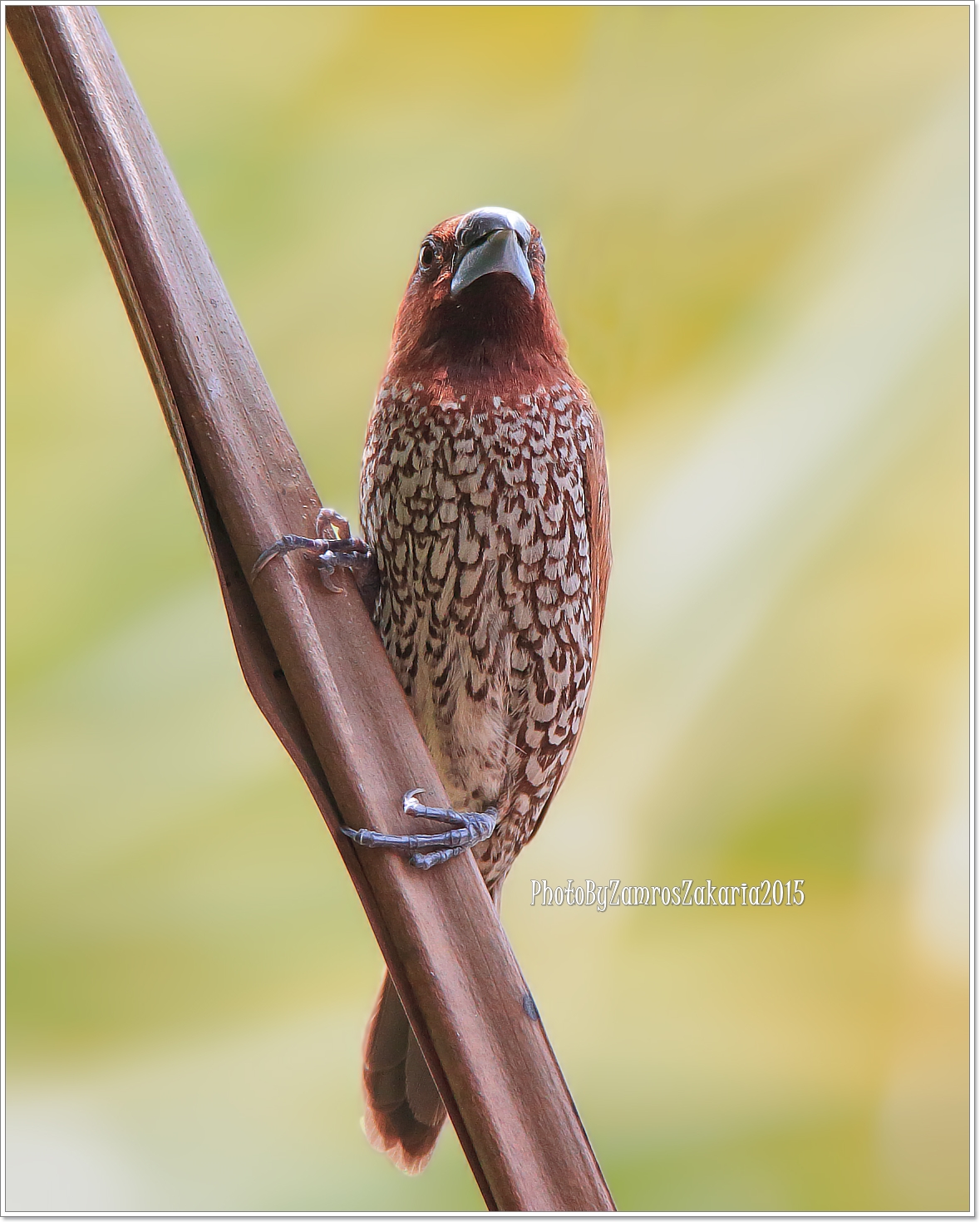 Scaly-breasted Munia