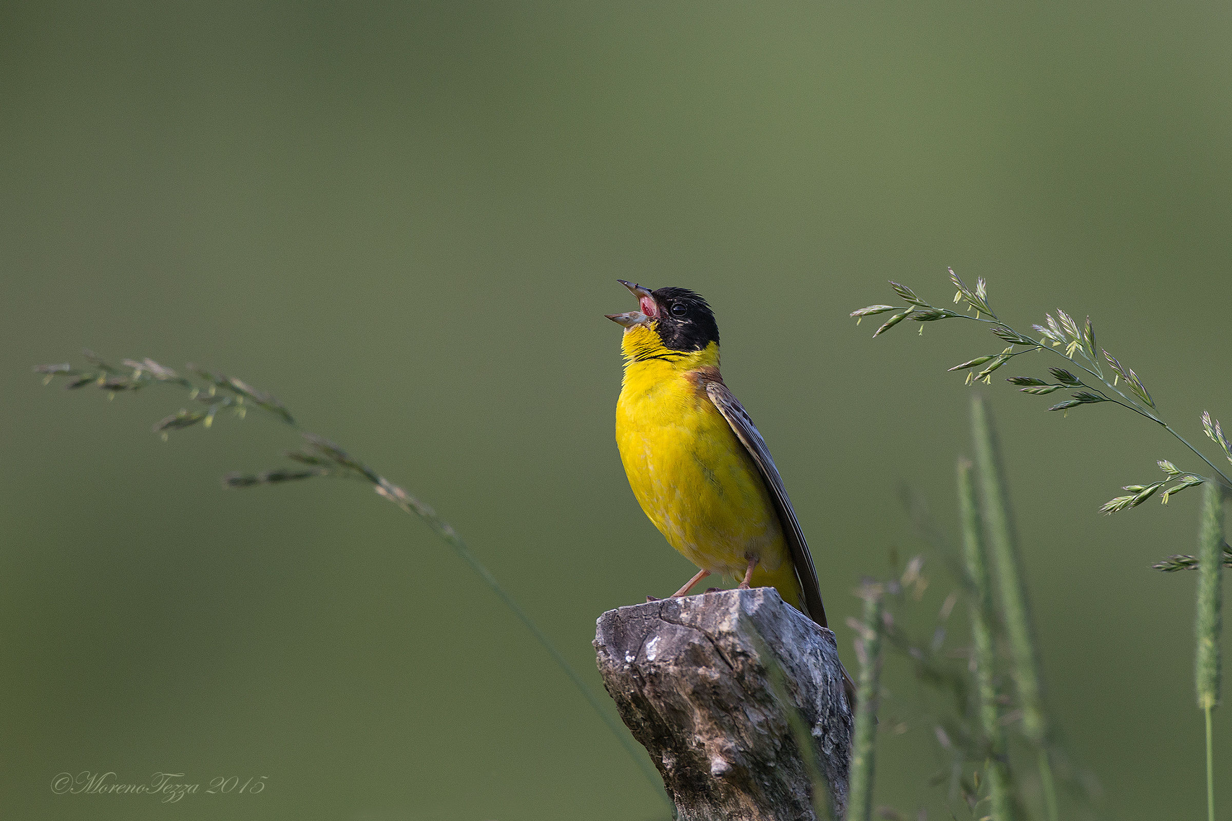 Il canto dello zigolo capinero