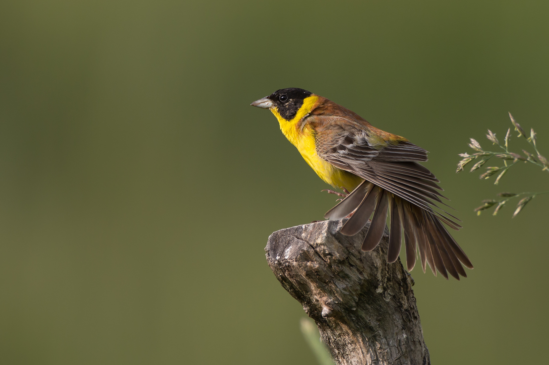 Zigolo capinero ..... allo stretching