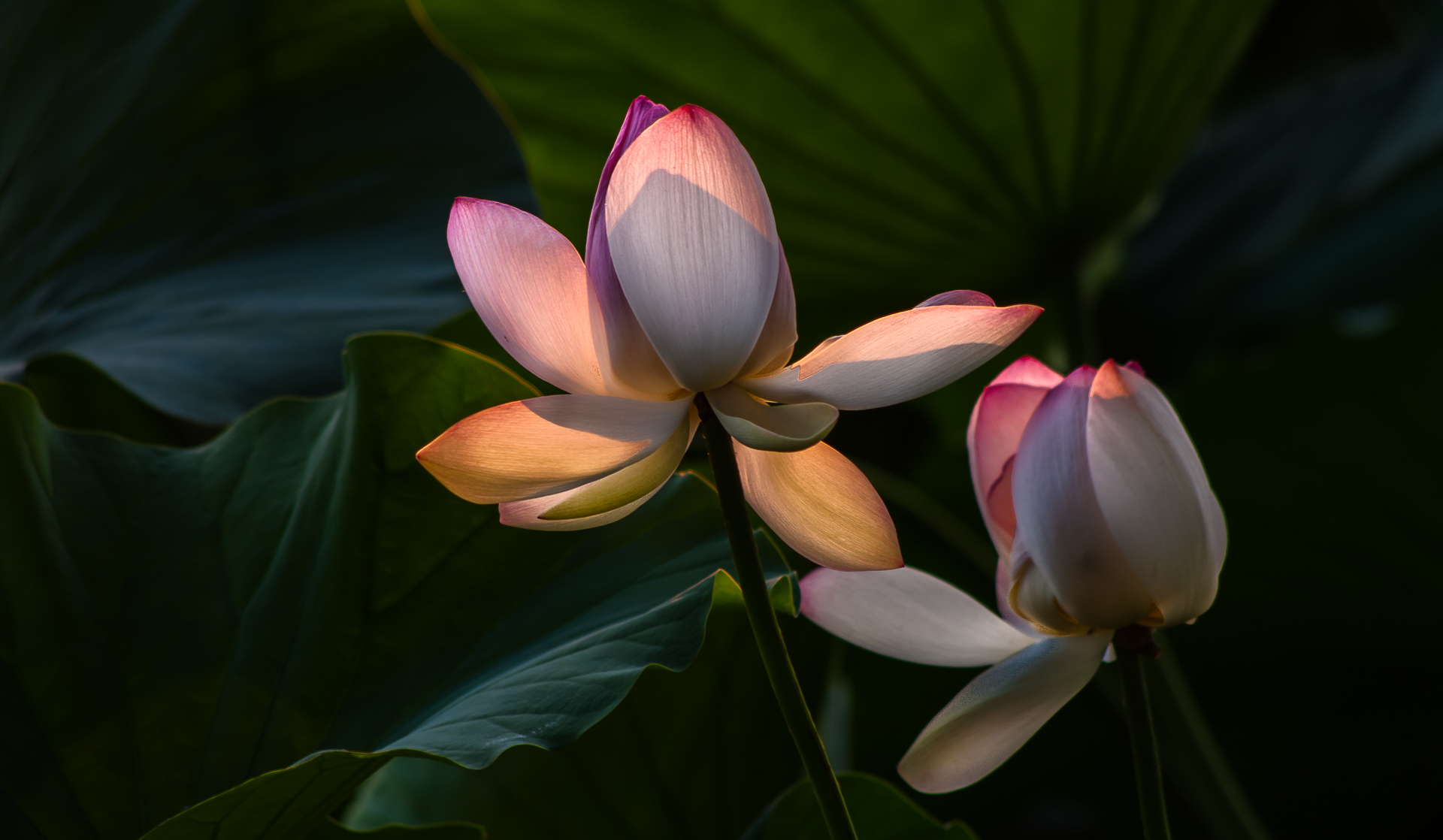 First Rays of the Sun