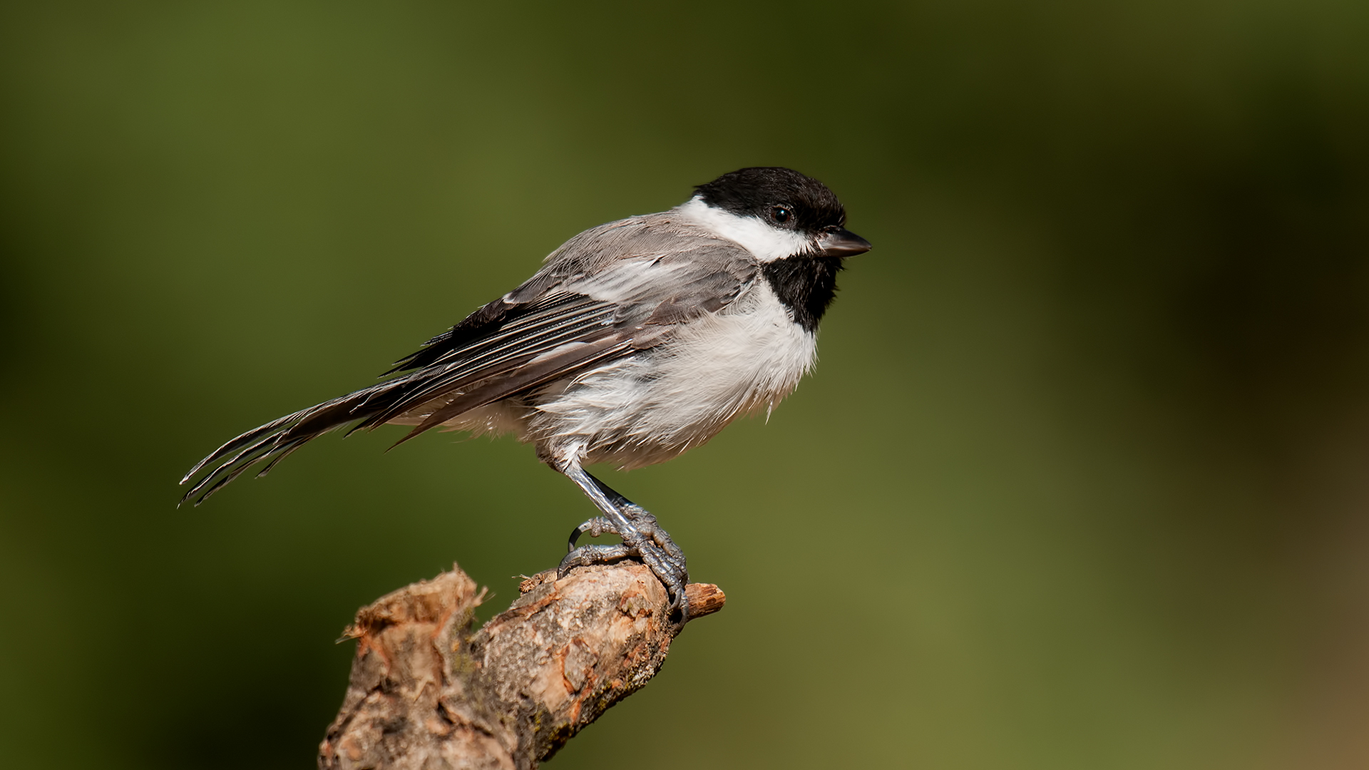 Sombre Tit »Poecile lugubris