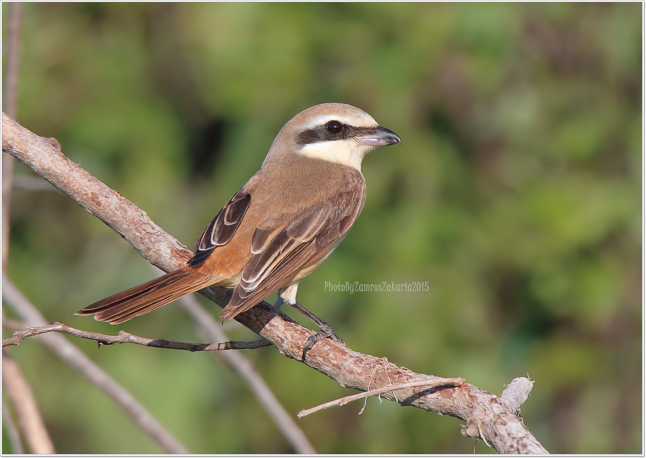 Brown Shrike