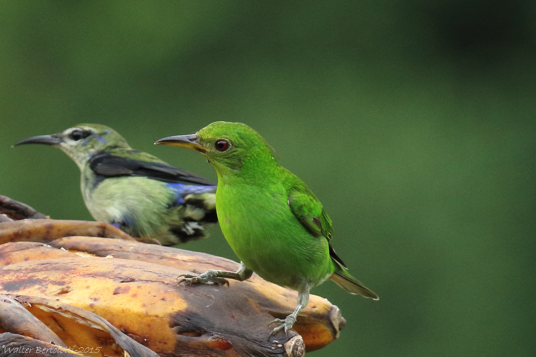 green honeycreeper (Chlorophanes spiza)