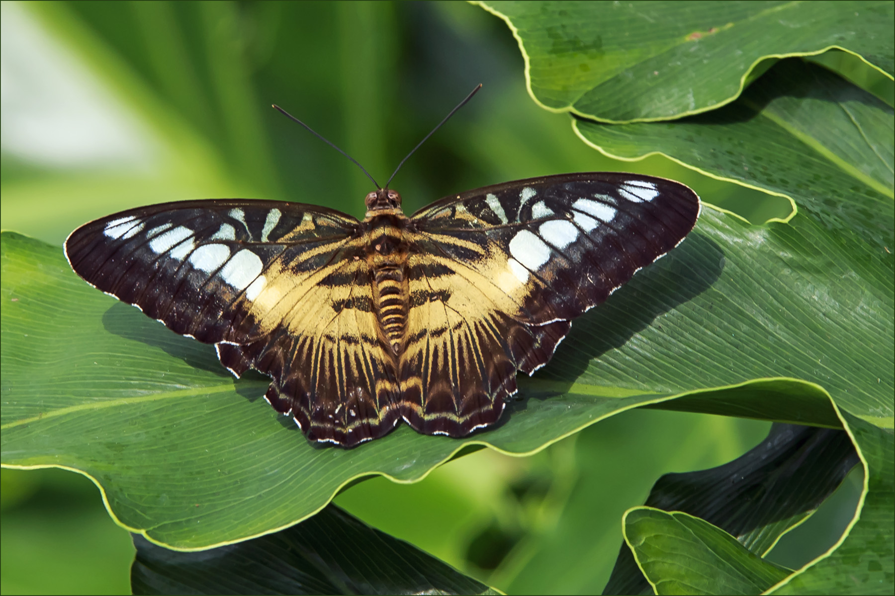 Nome questo Farfalla