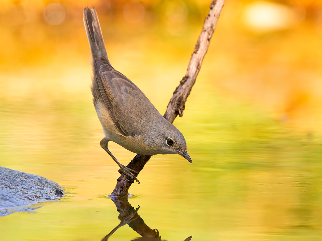 Subalpine warbler juv
