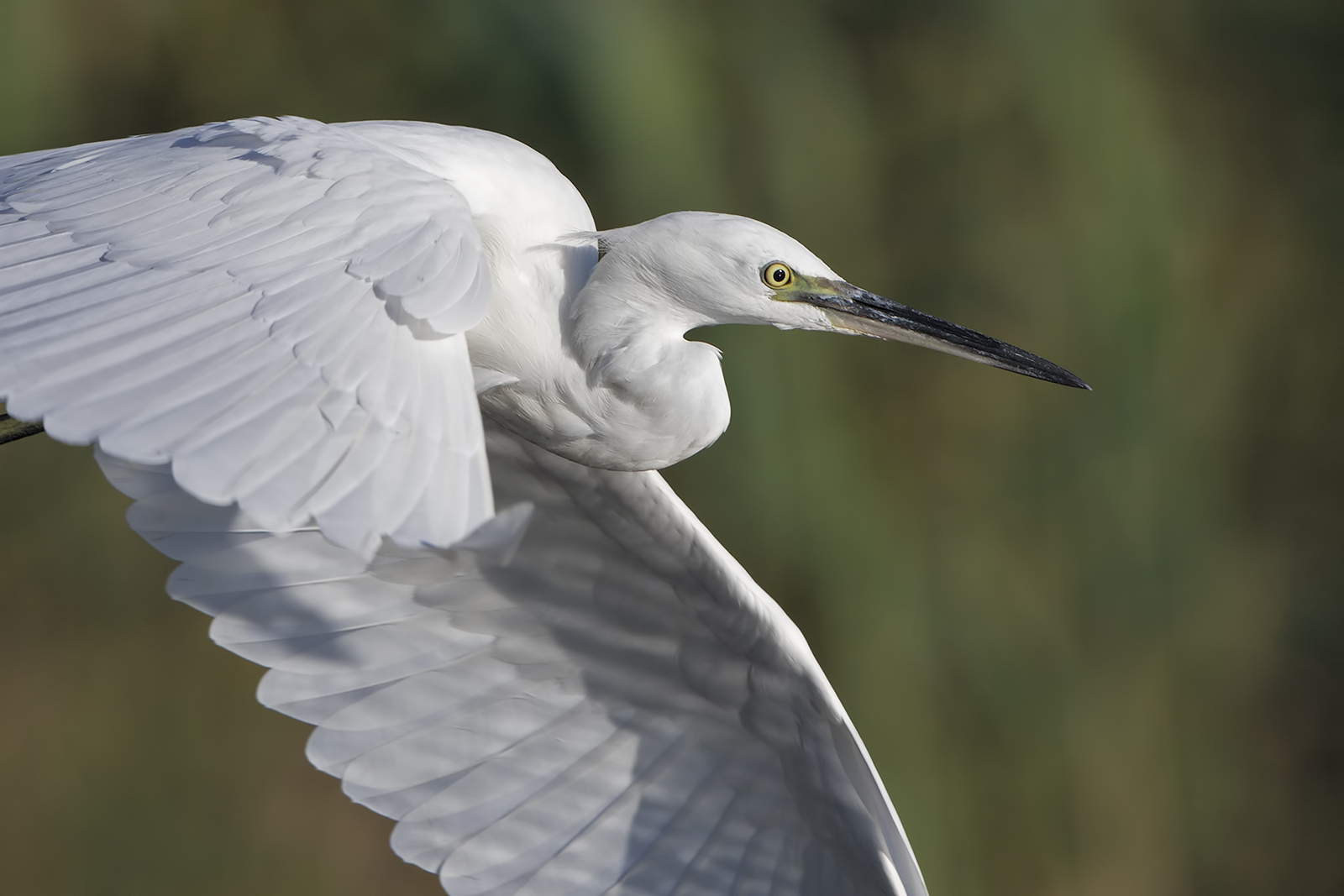 Ritratto di garzetta in volo
