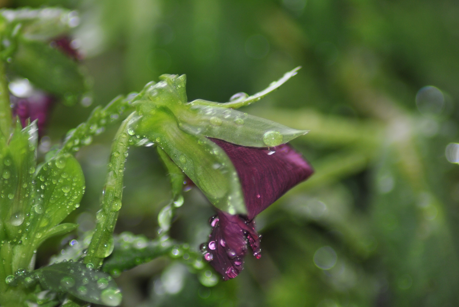 violetta del pensiero