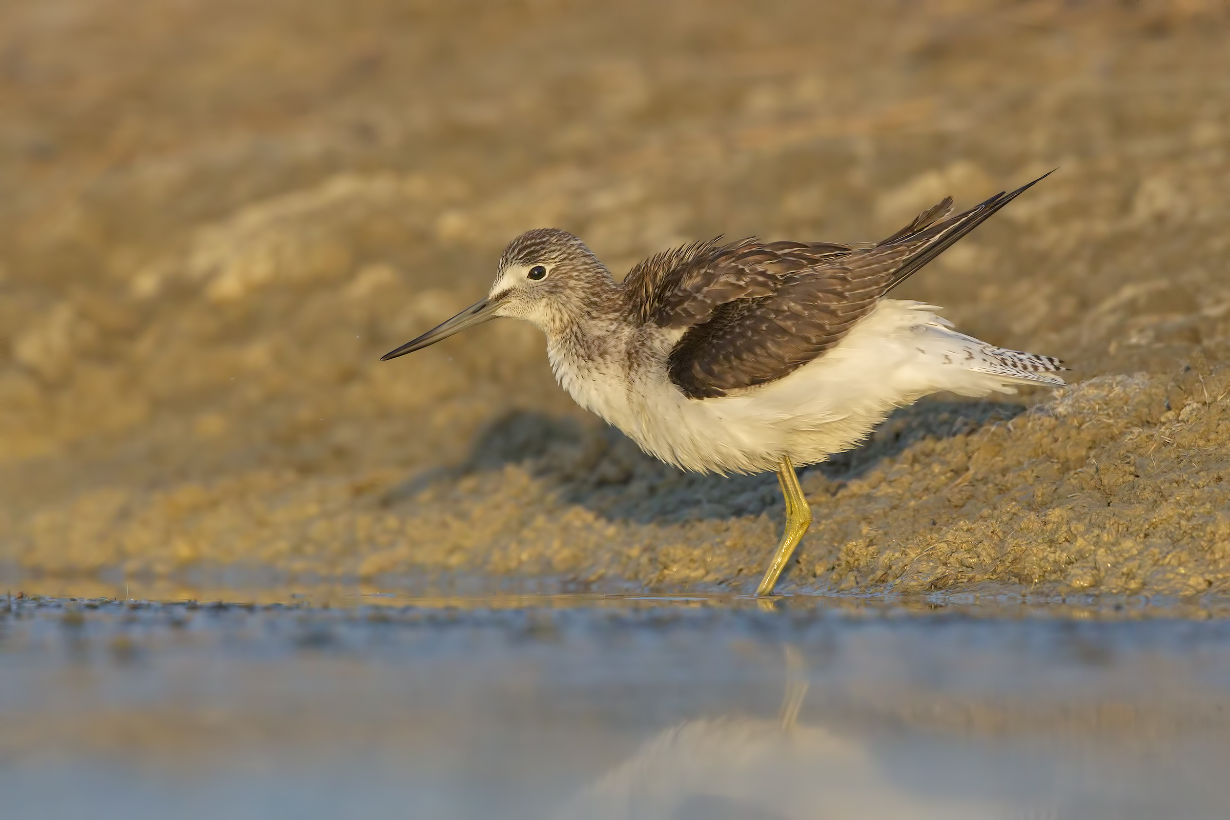10.000 iso e non sentirli ( pantana )