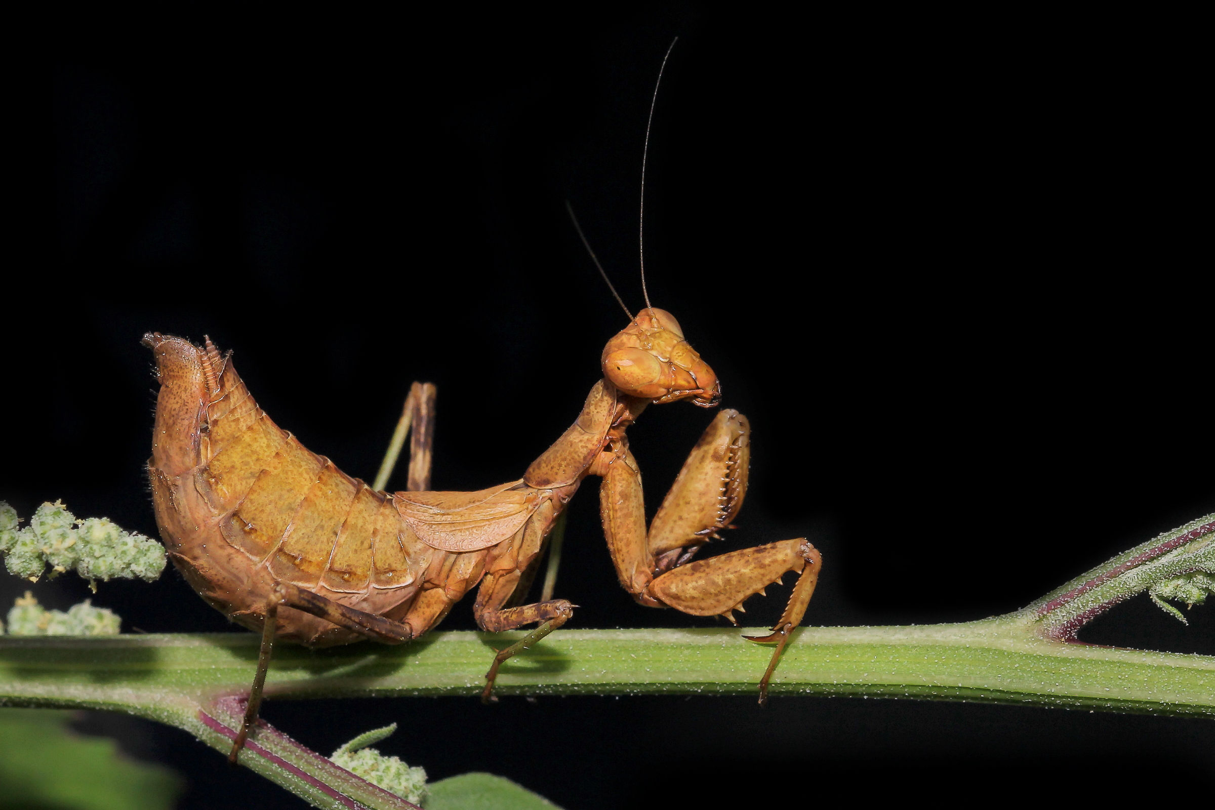 Praying mantis dwarf European (ameles spallanzania)