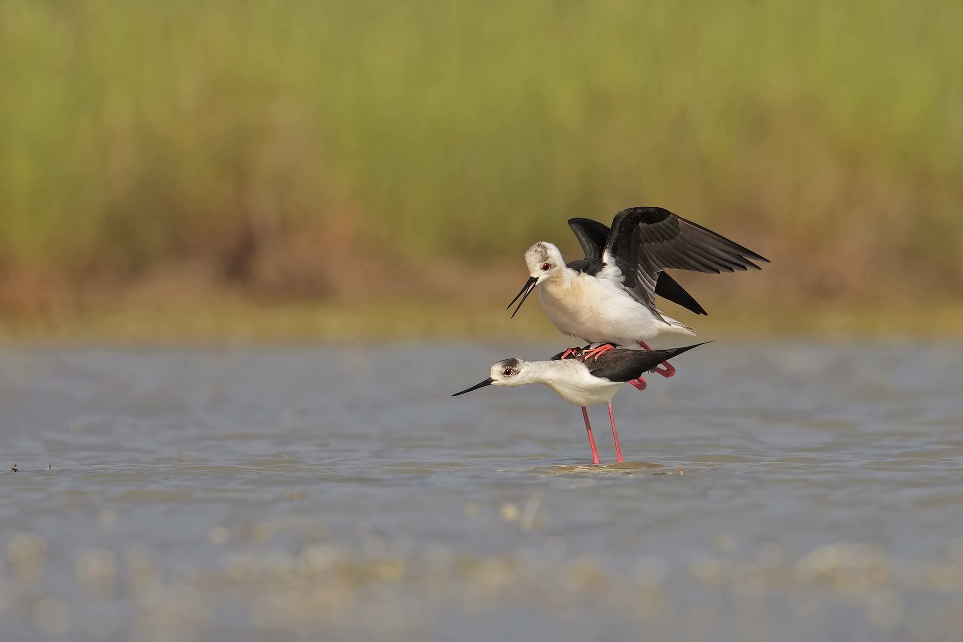 Accoppiamento Cavalieri d'Italia.
