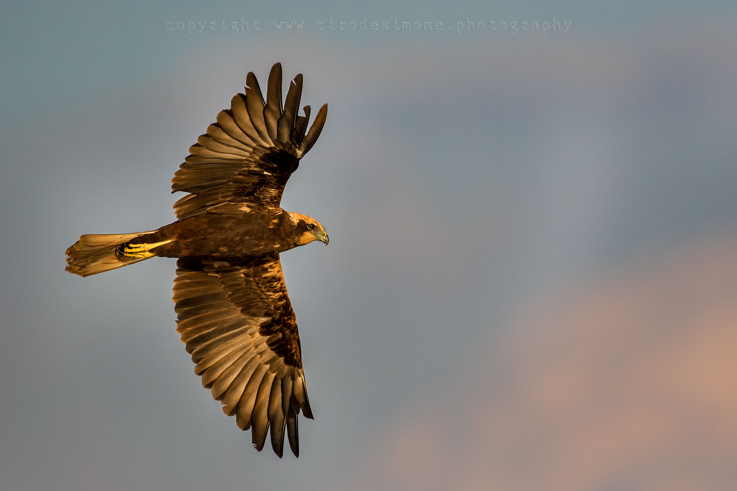Falco di palude al tramonto