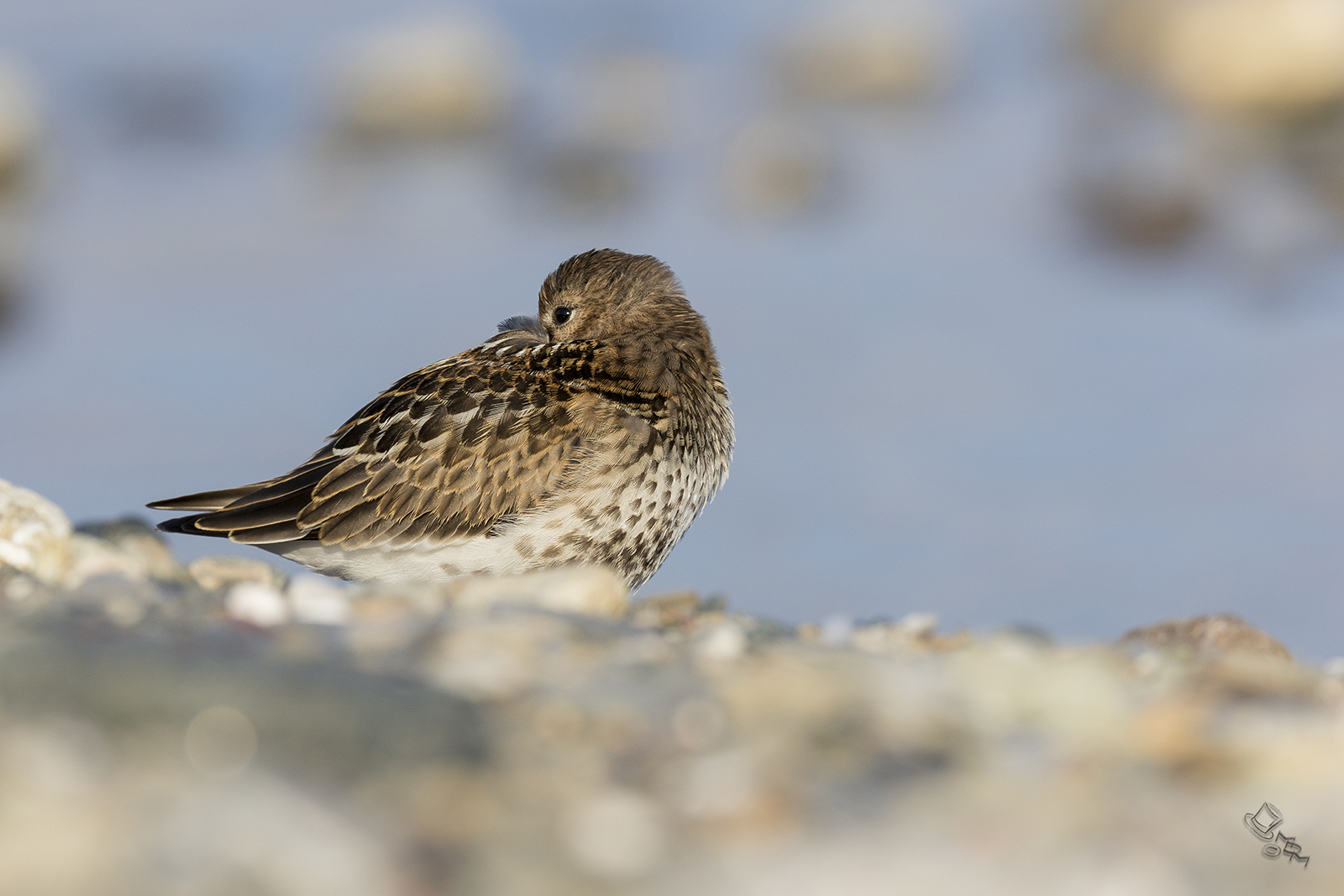 always the same pancianera