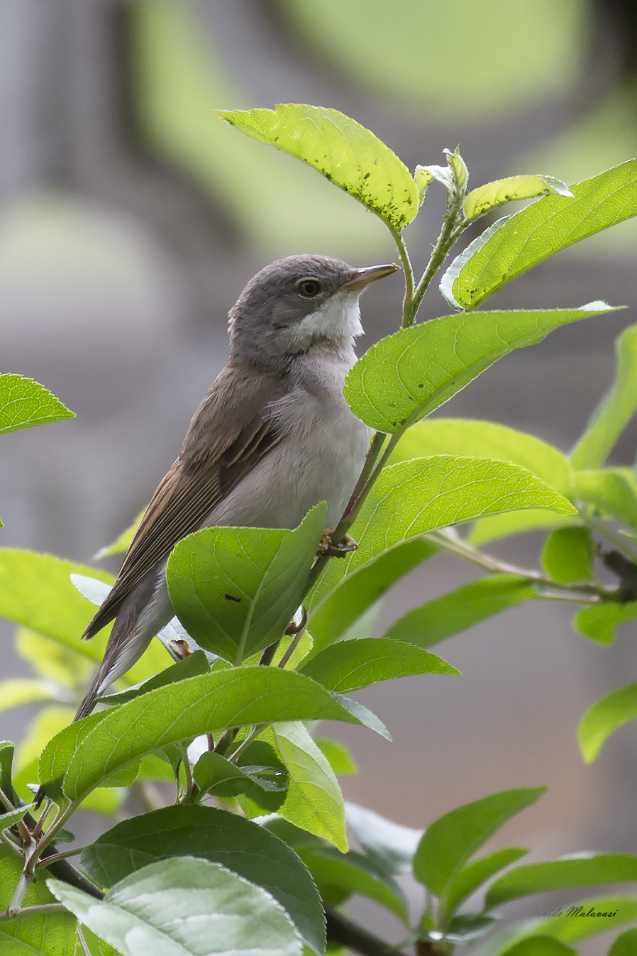 Whitethroat