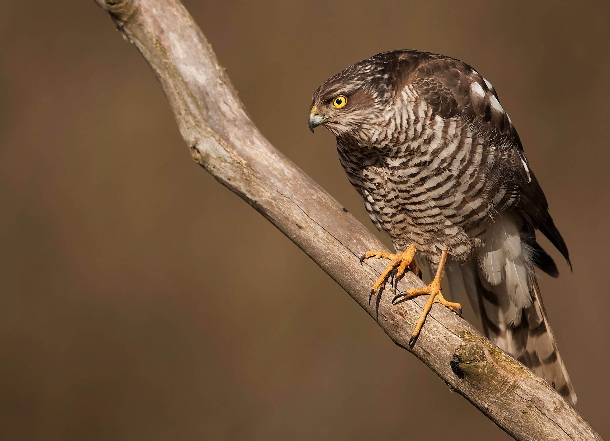 female sparrowhawk