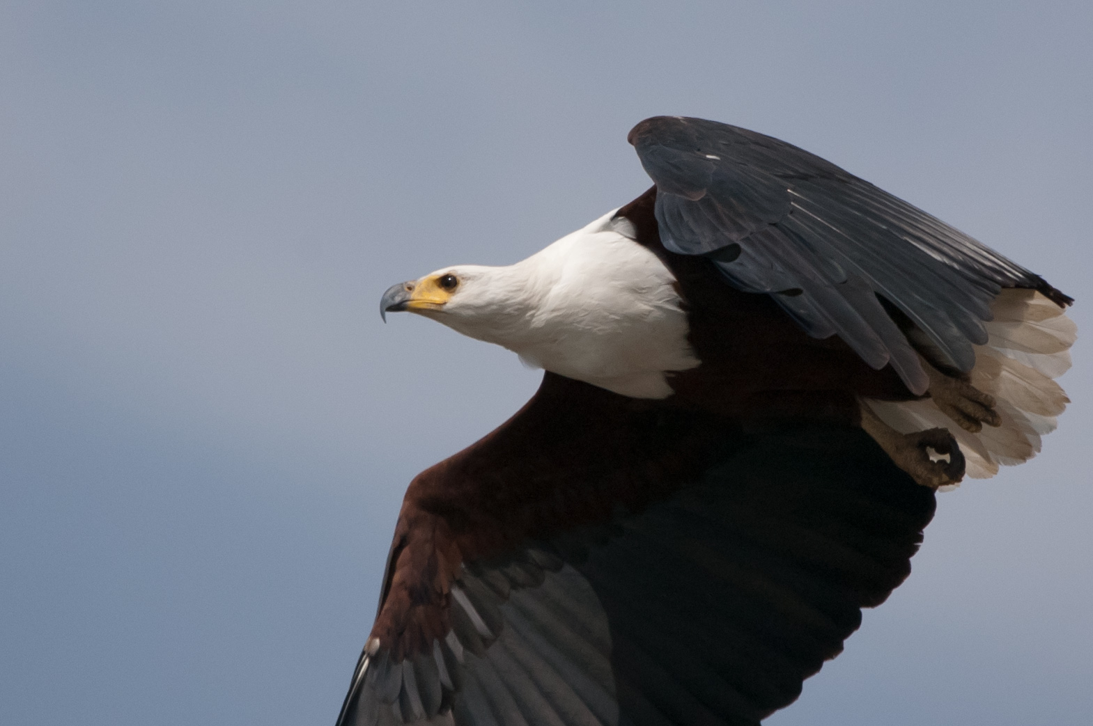 African fish eagle