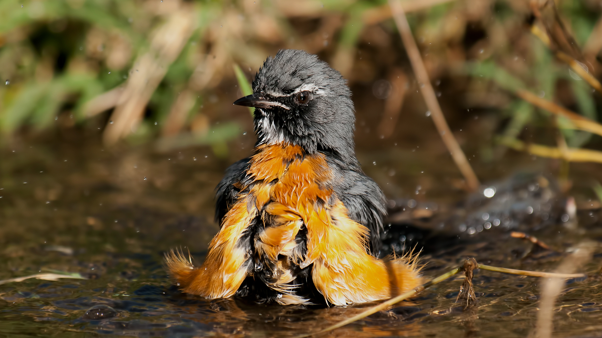 Bianco-throated gutturalis Robin / Irania