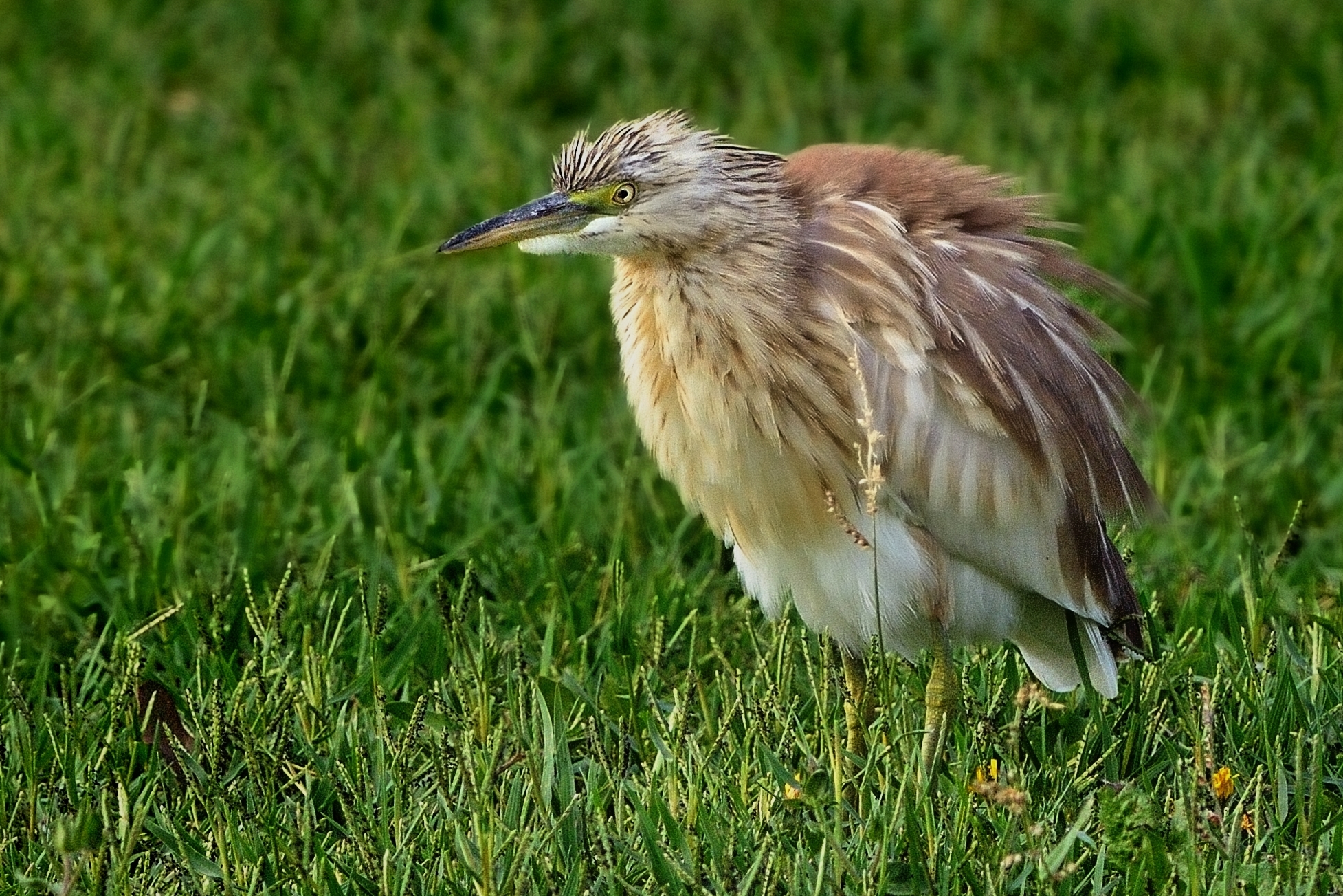 Sgarza ciuffetto (Ardeola ralloides)