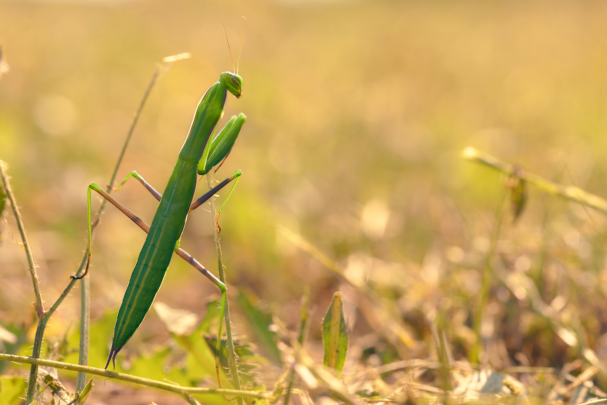 Mantide religiosa - Controluce