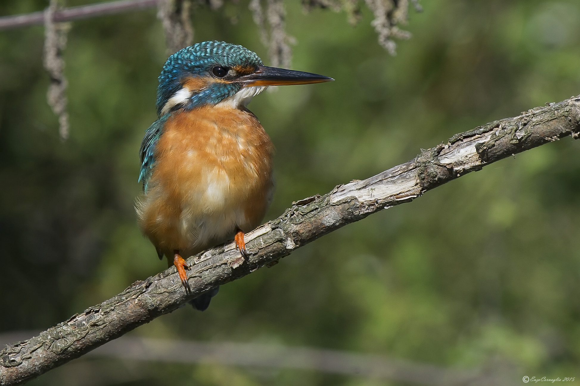 Kingfisher