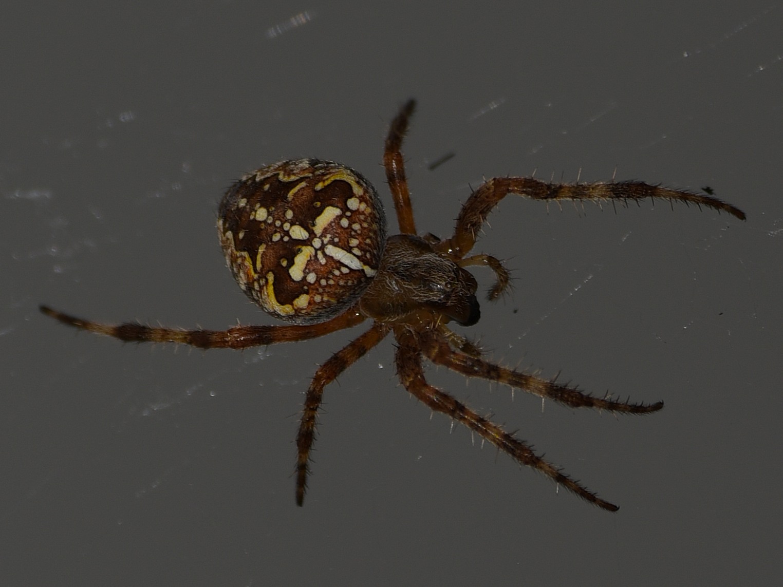 Ospite Indesiderato Sul Terrazzo di Casa