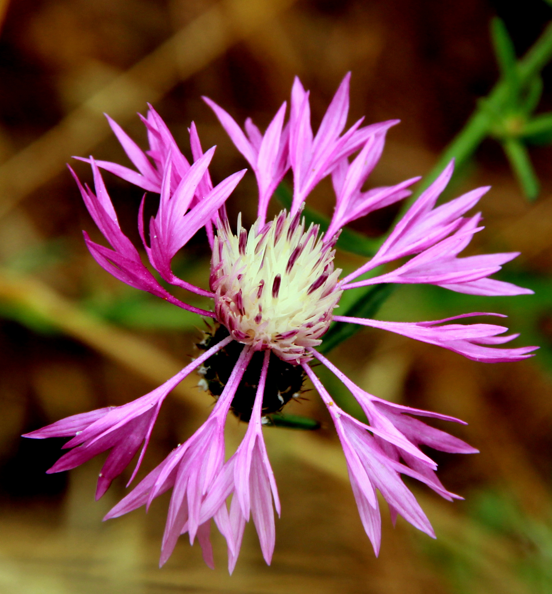 A lilac flower in the dry pine forests