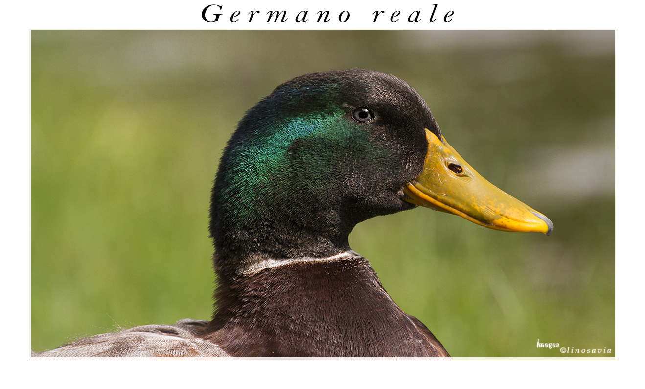 Germano reale