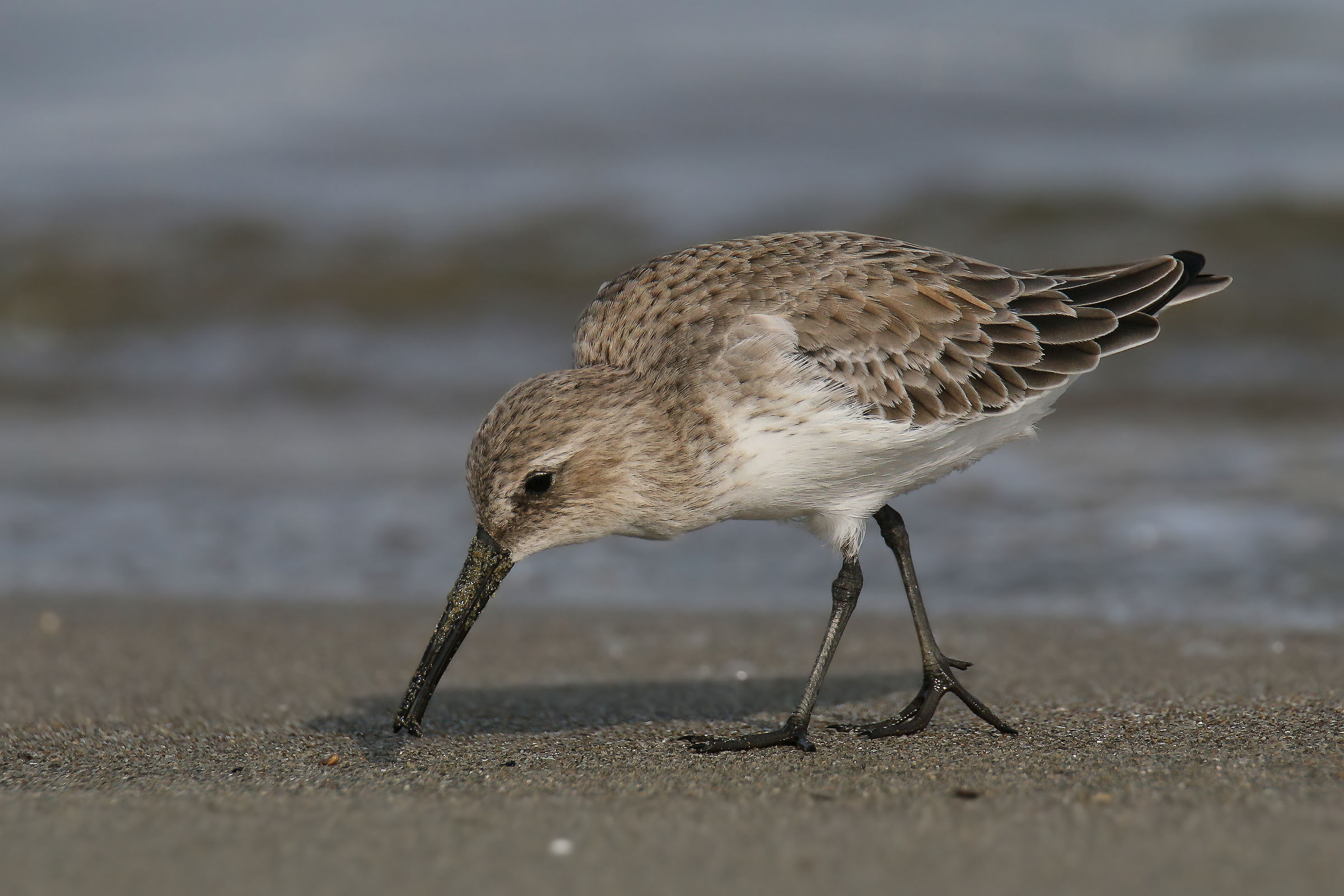 Dunlin in winter dress