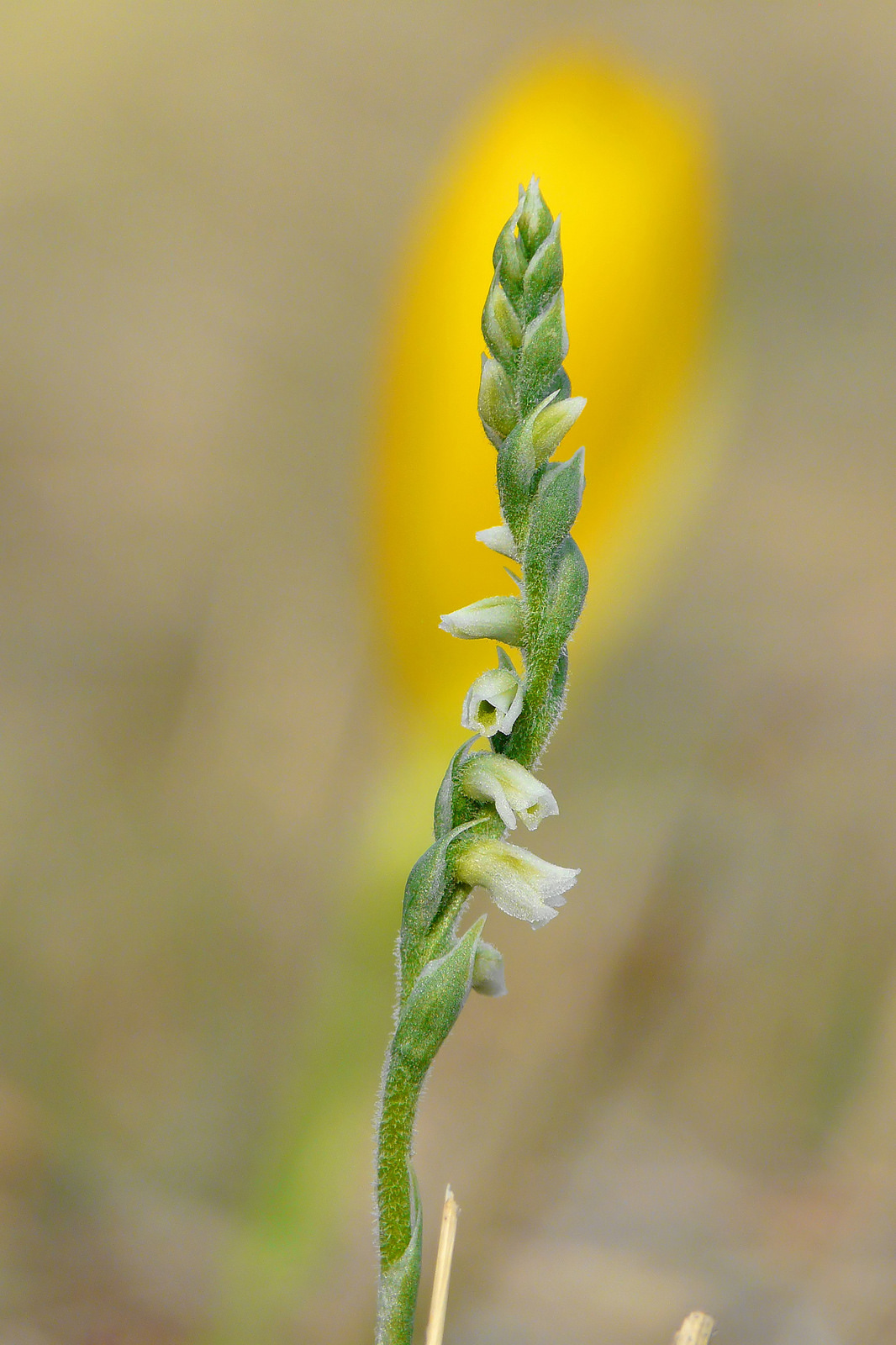 Spiranthes spiralis (l.) Chevall. background Sternber