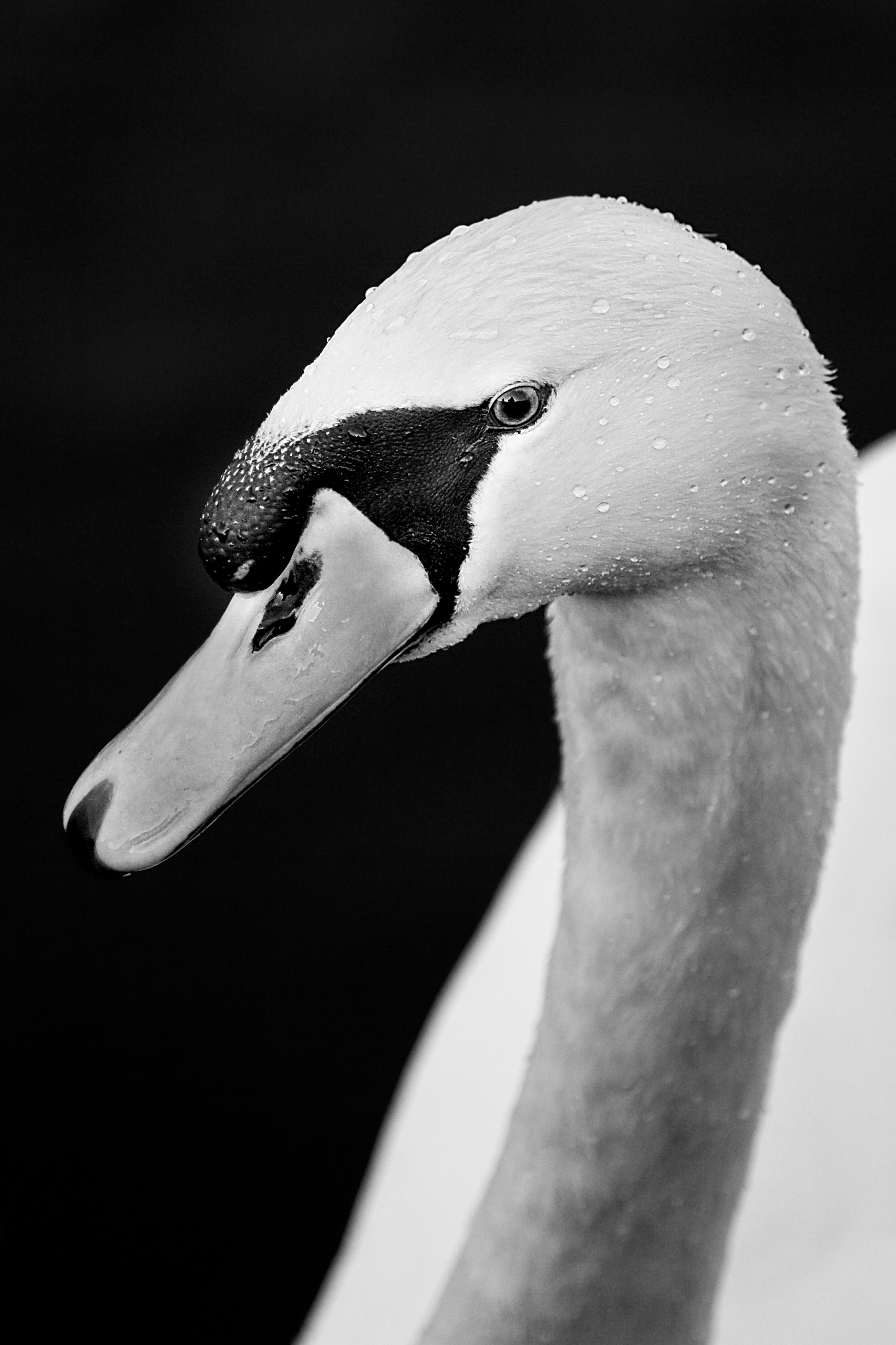 Swan