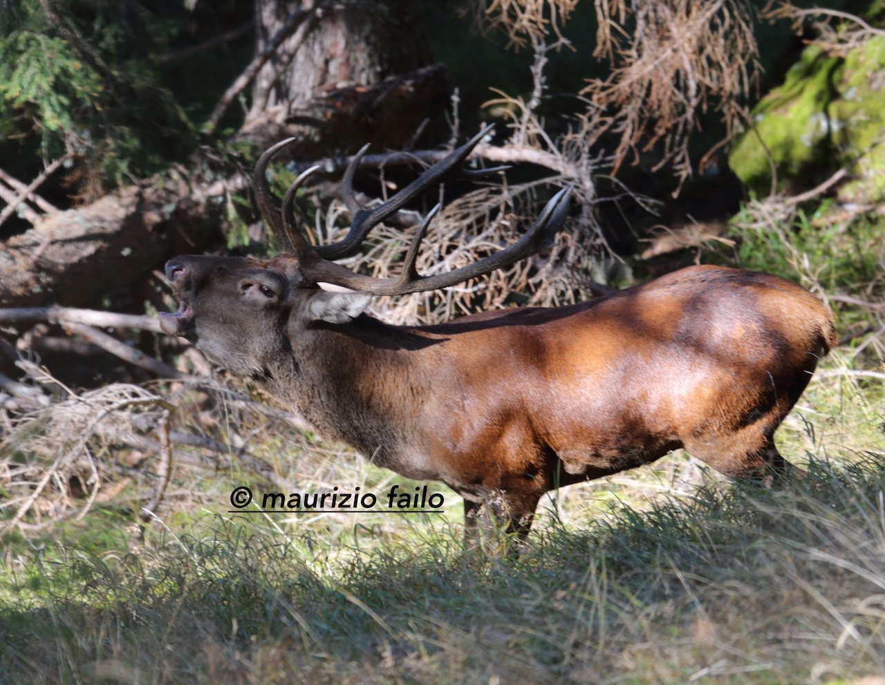 emozioni nel bosco di  montagna