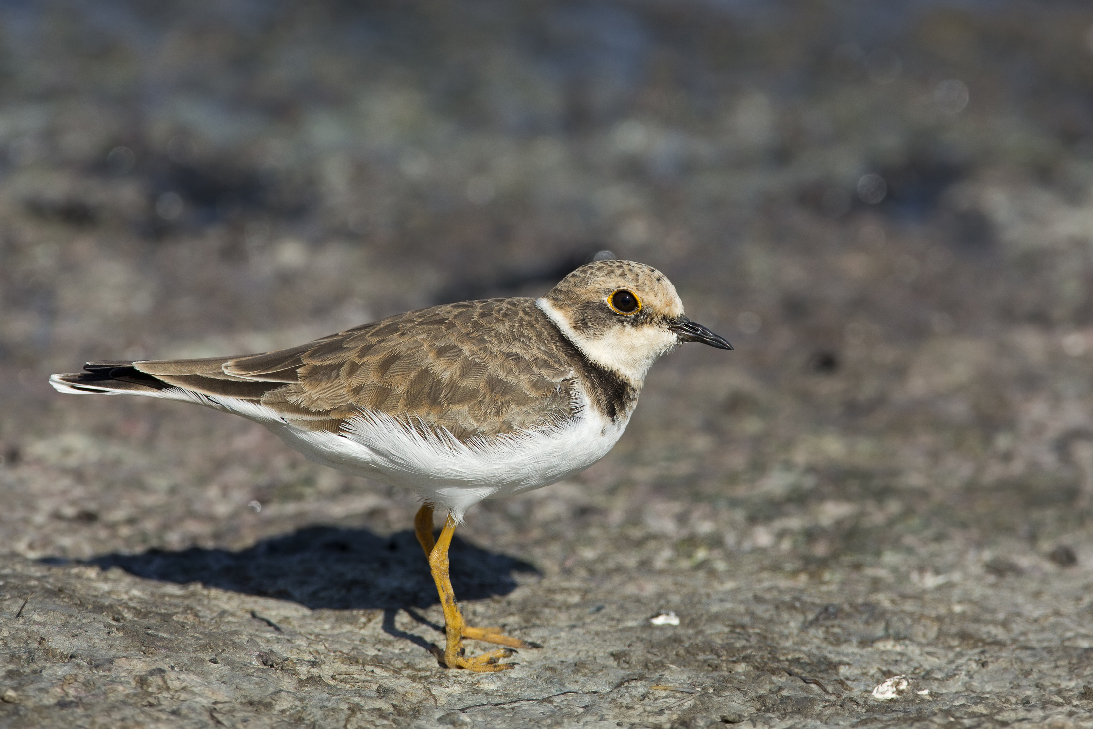 corriere piccolo (charadrius dubius)